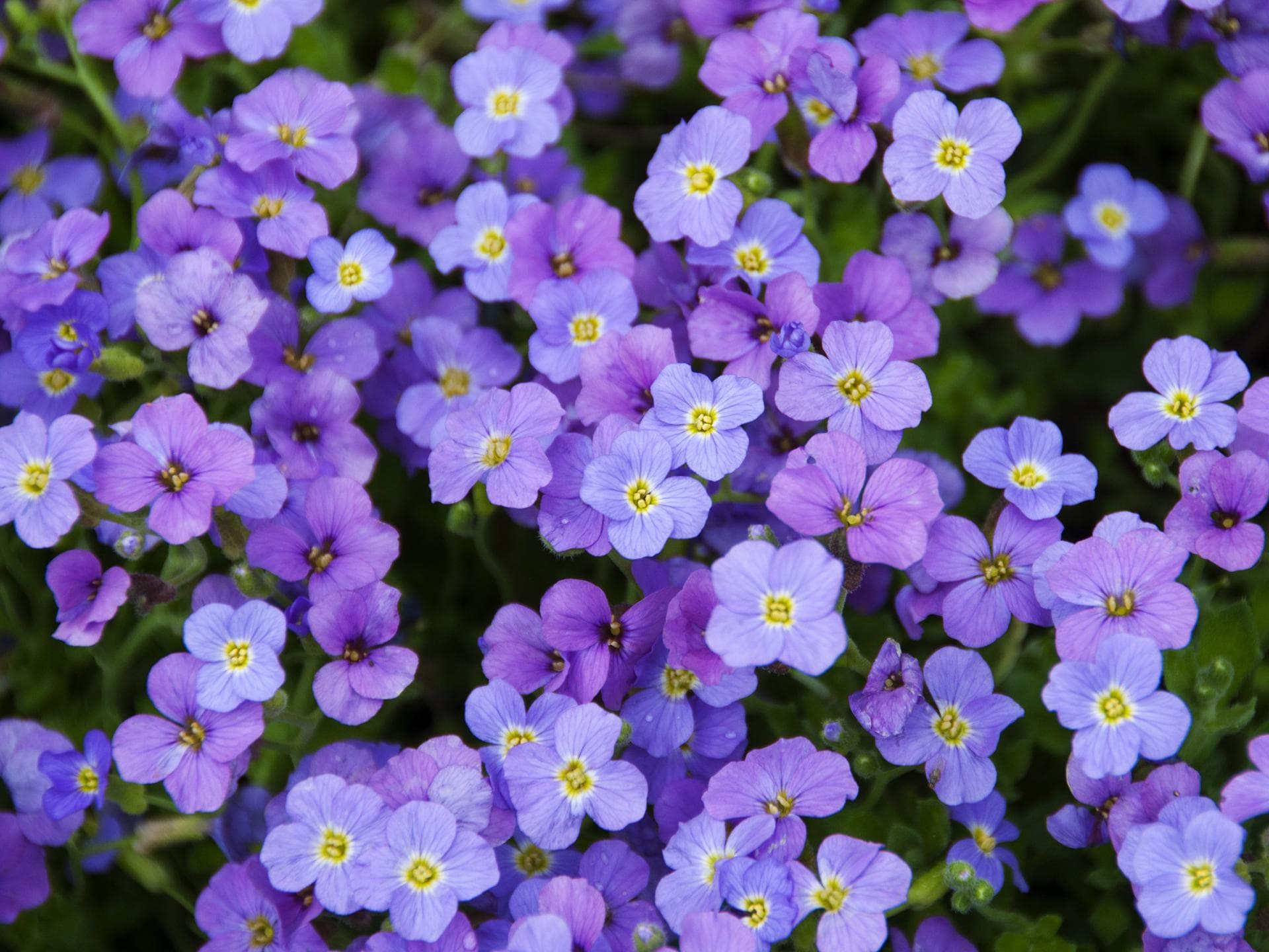 Blaukissen 