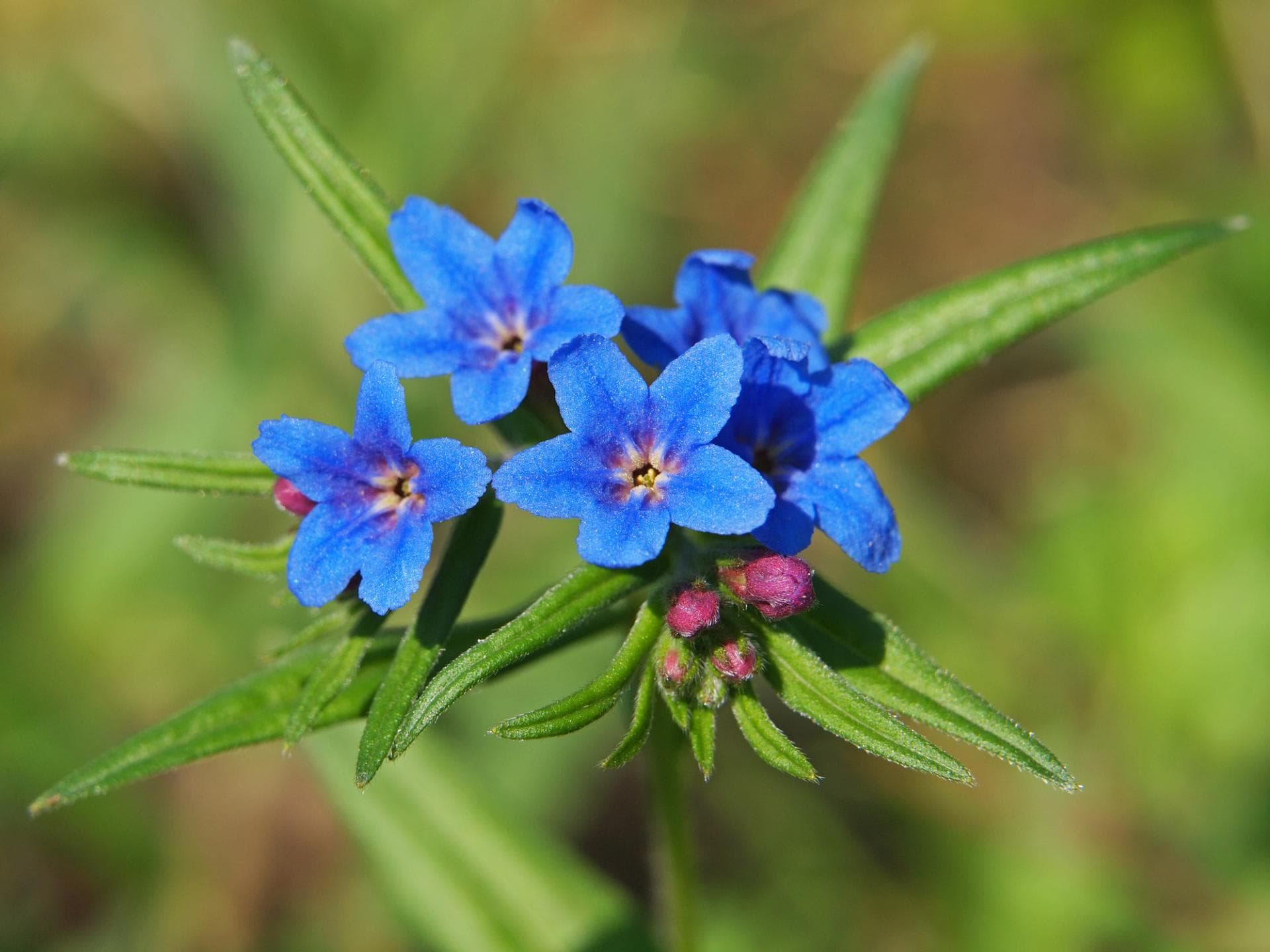 Blauroter Steinsame 
