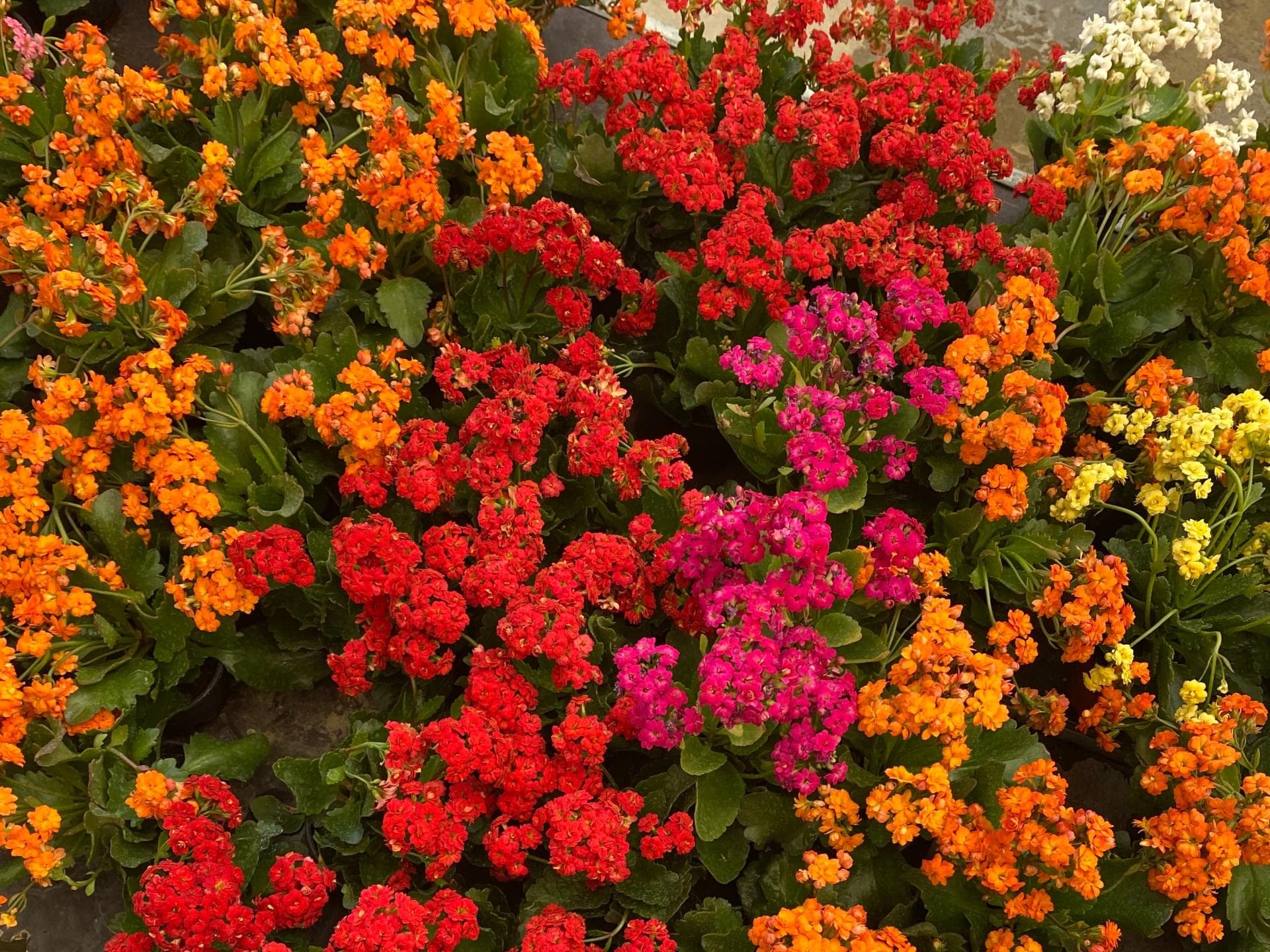 Blumenbeet 