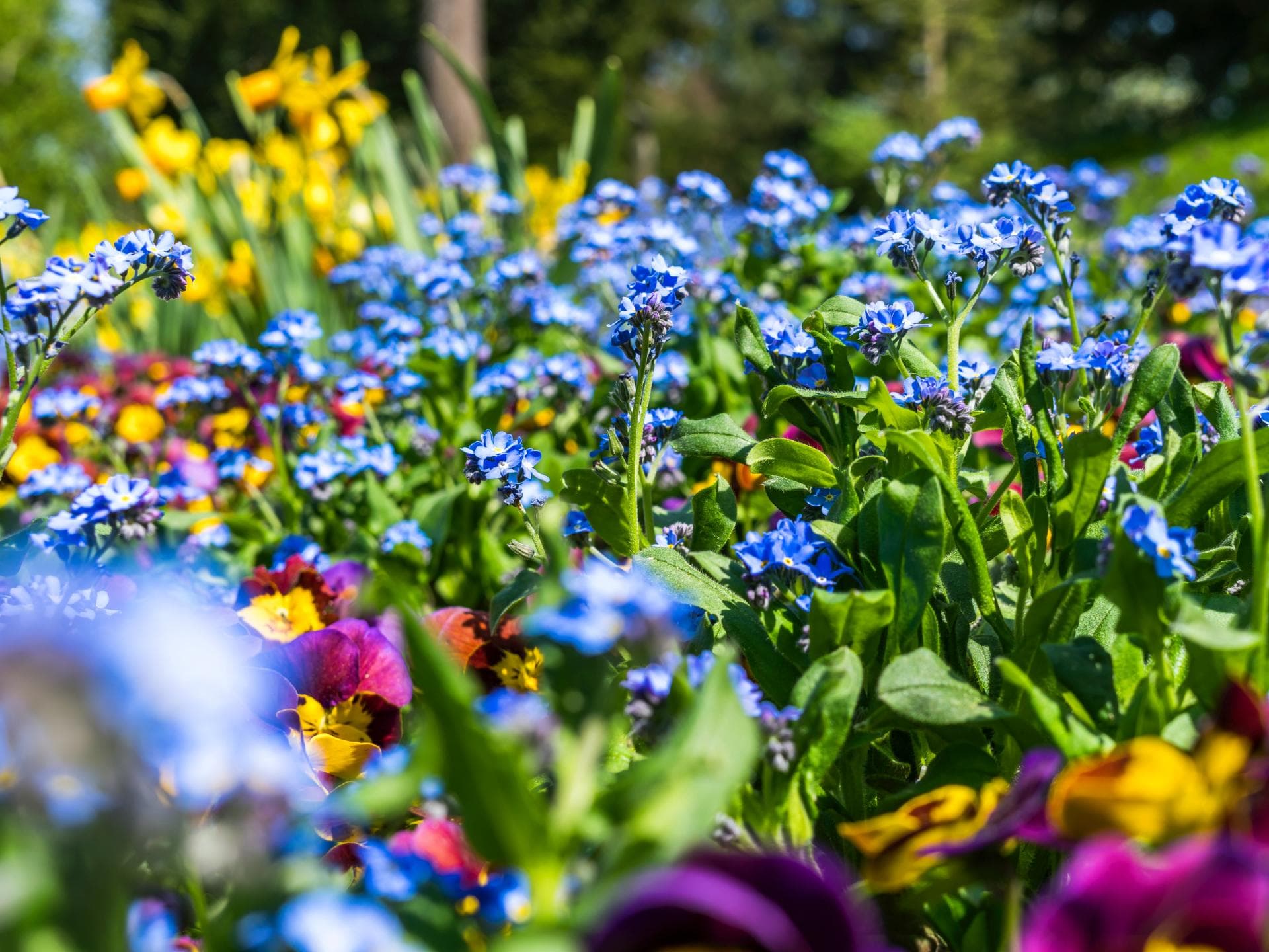 Blumenmeer 