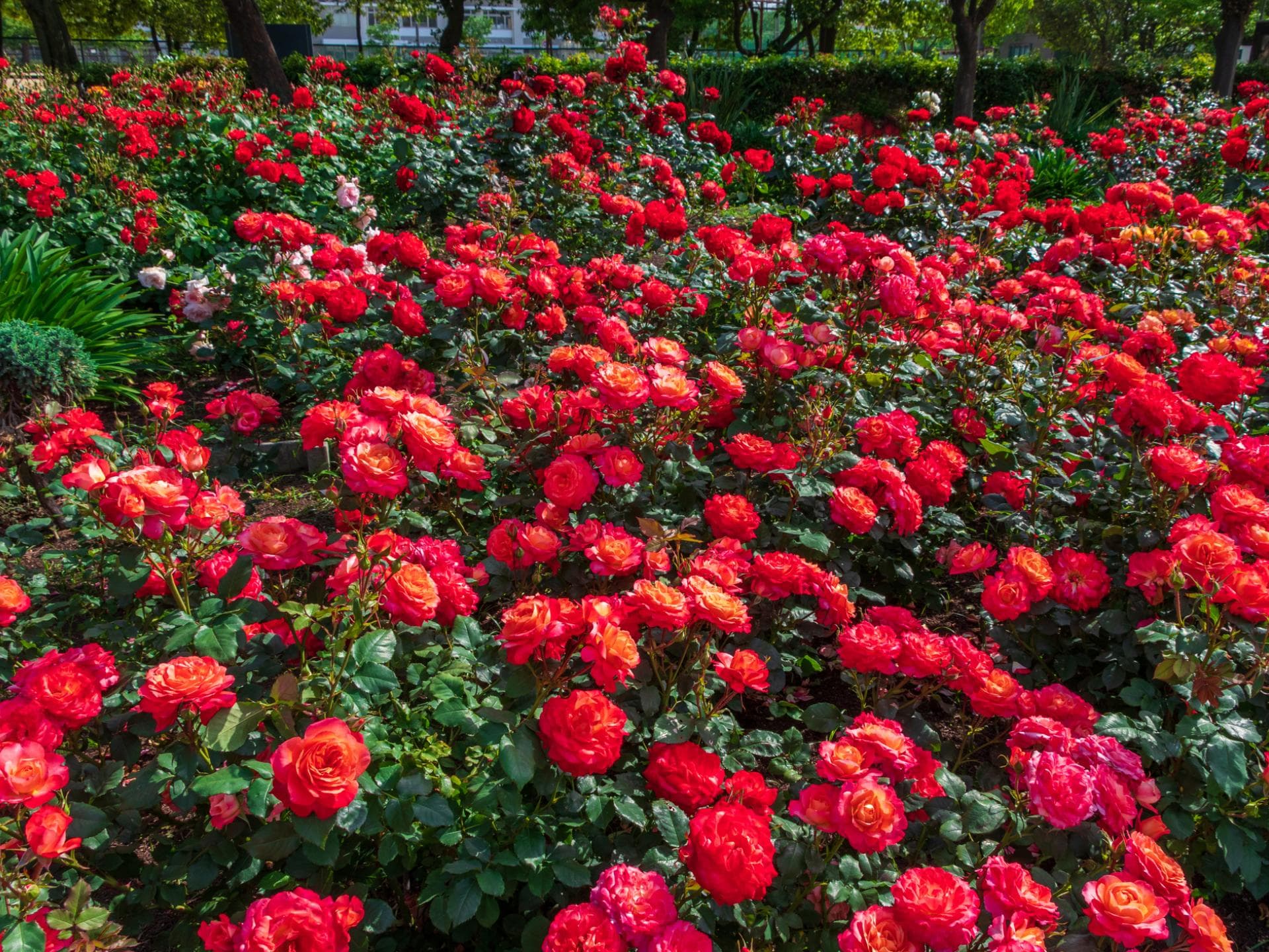 Bodendeckerrosen 