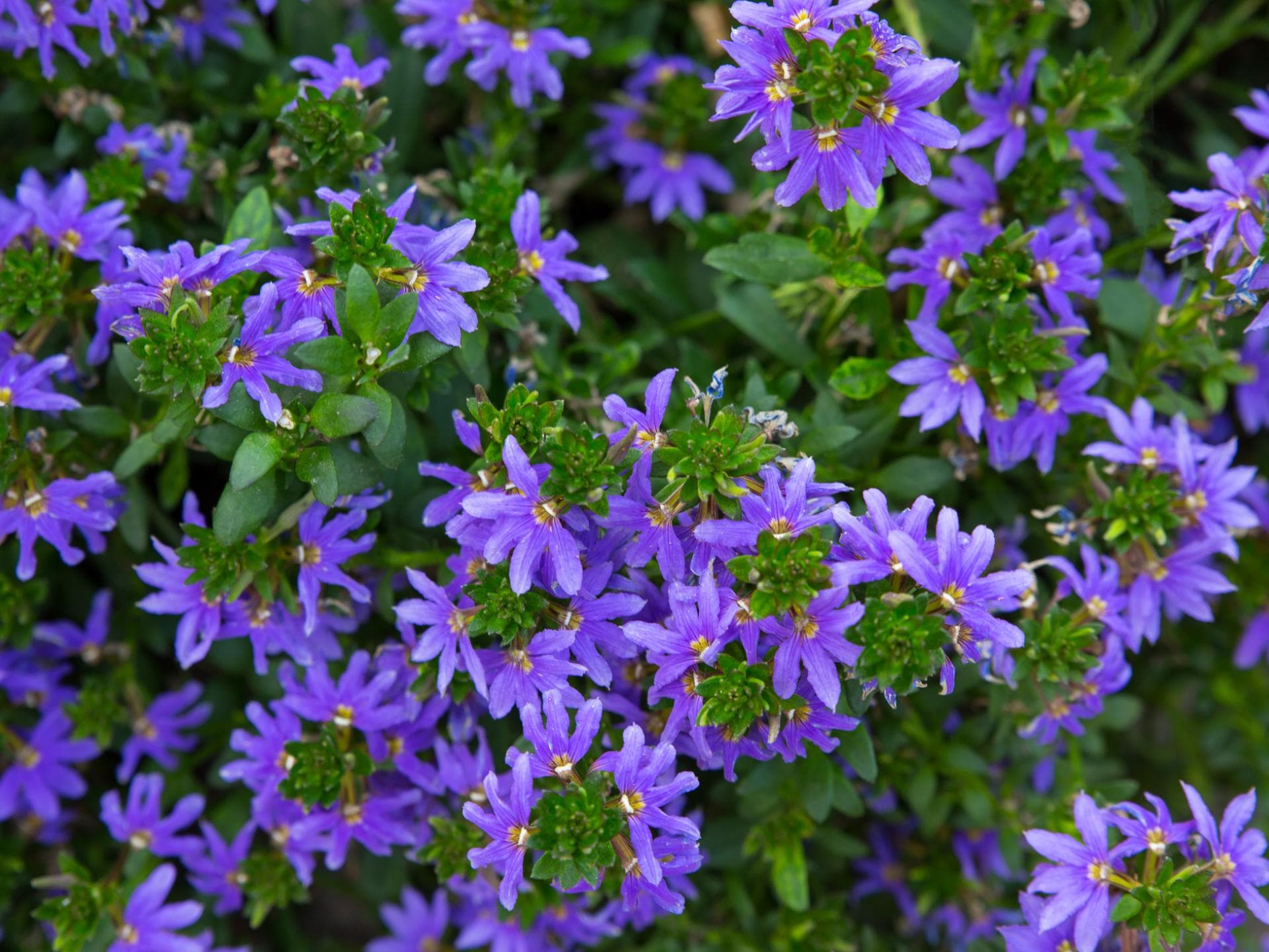 Fächerblume