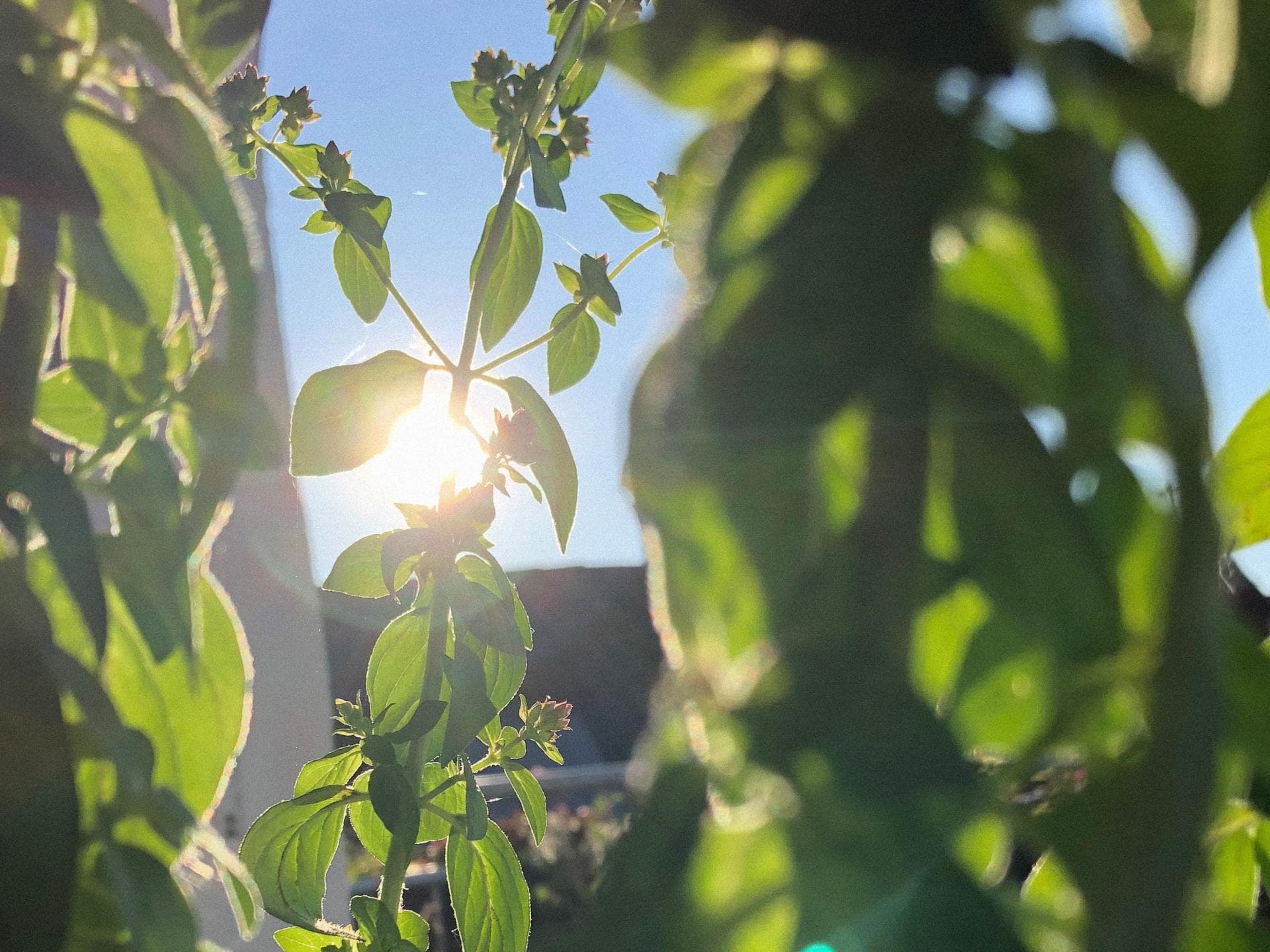 Kräuter in der Sonne 