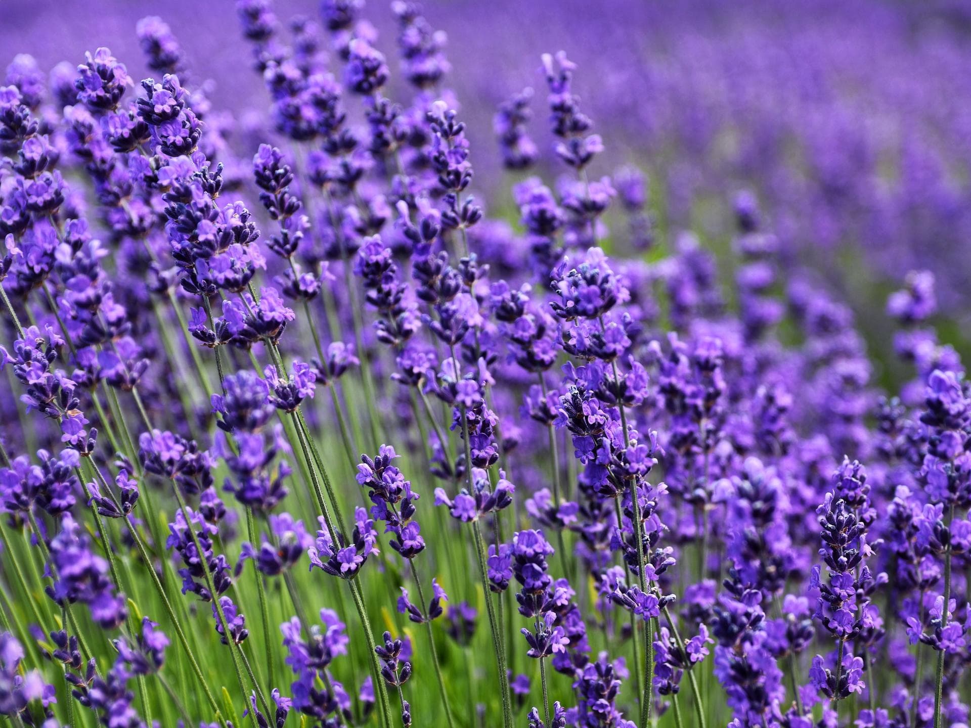 Lavendel 