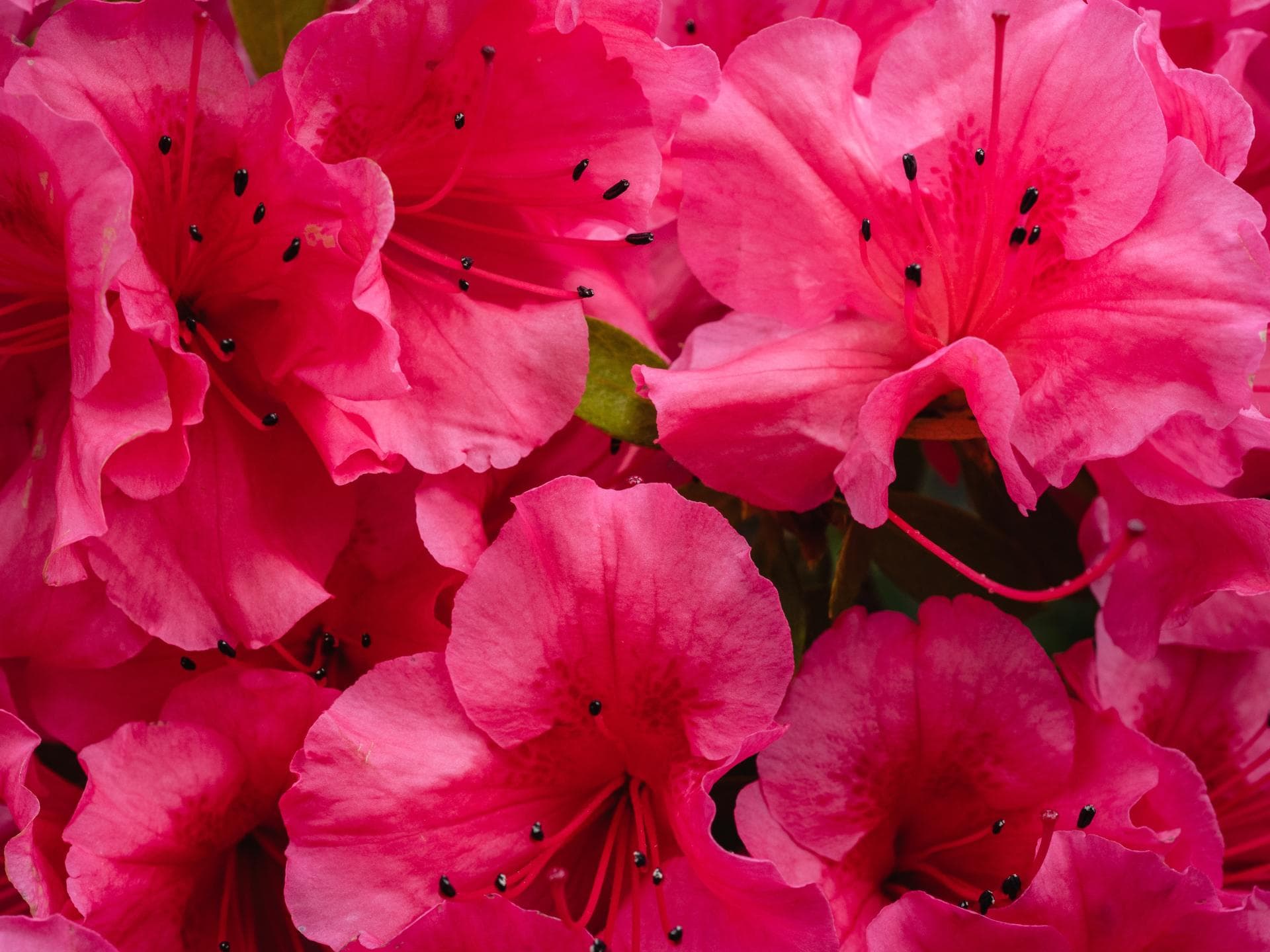 Rhododendron 