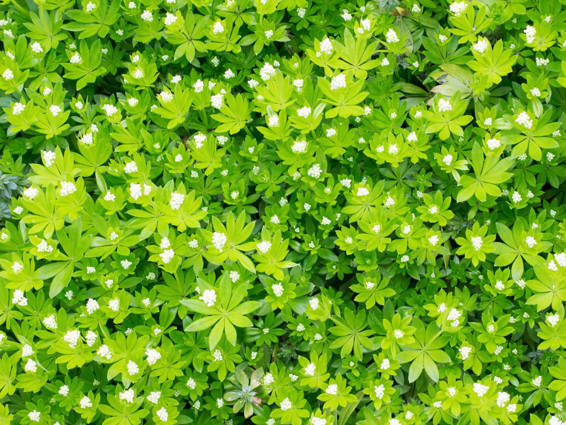 Waldmeister Pflanze