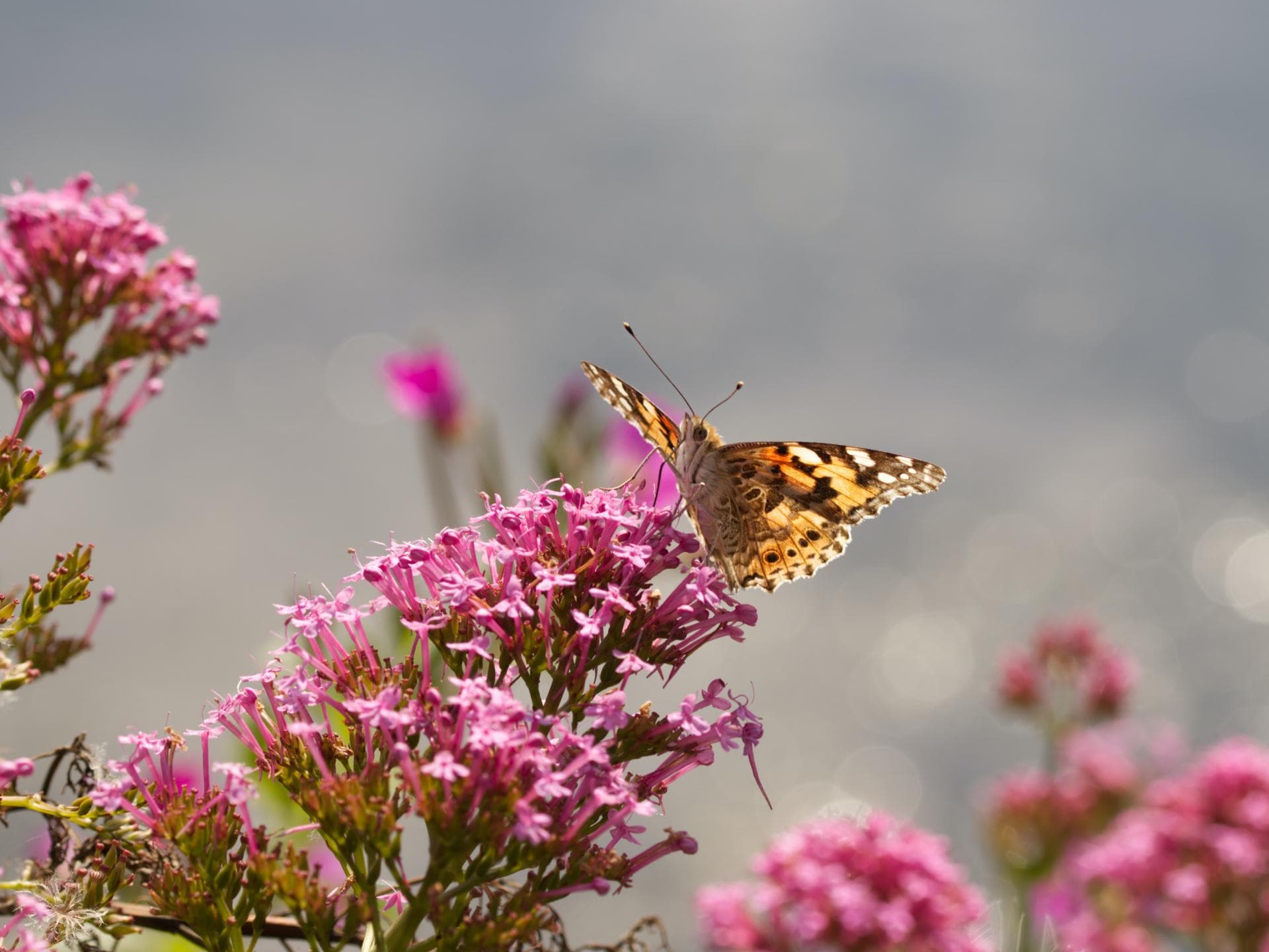 Wildblumen 