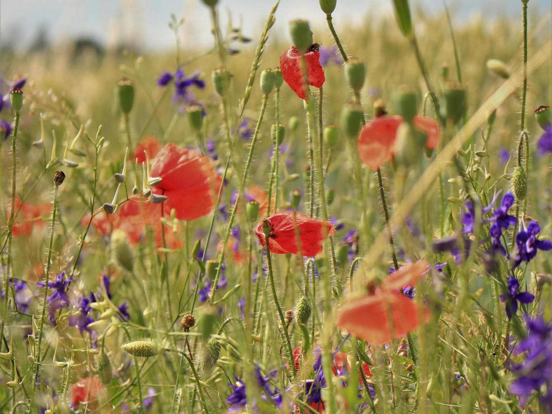 Wildblumen