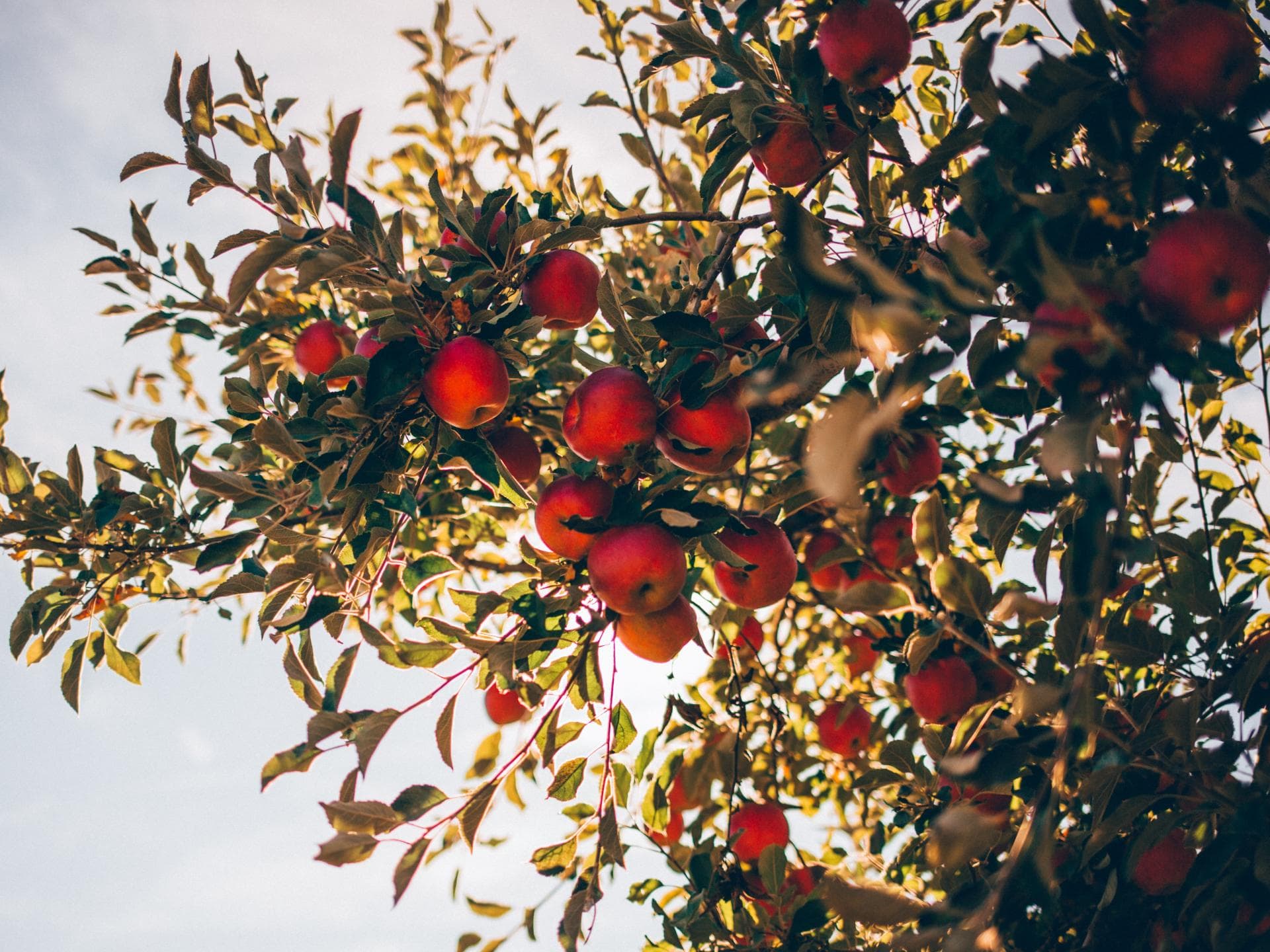 Apfelbaum