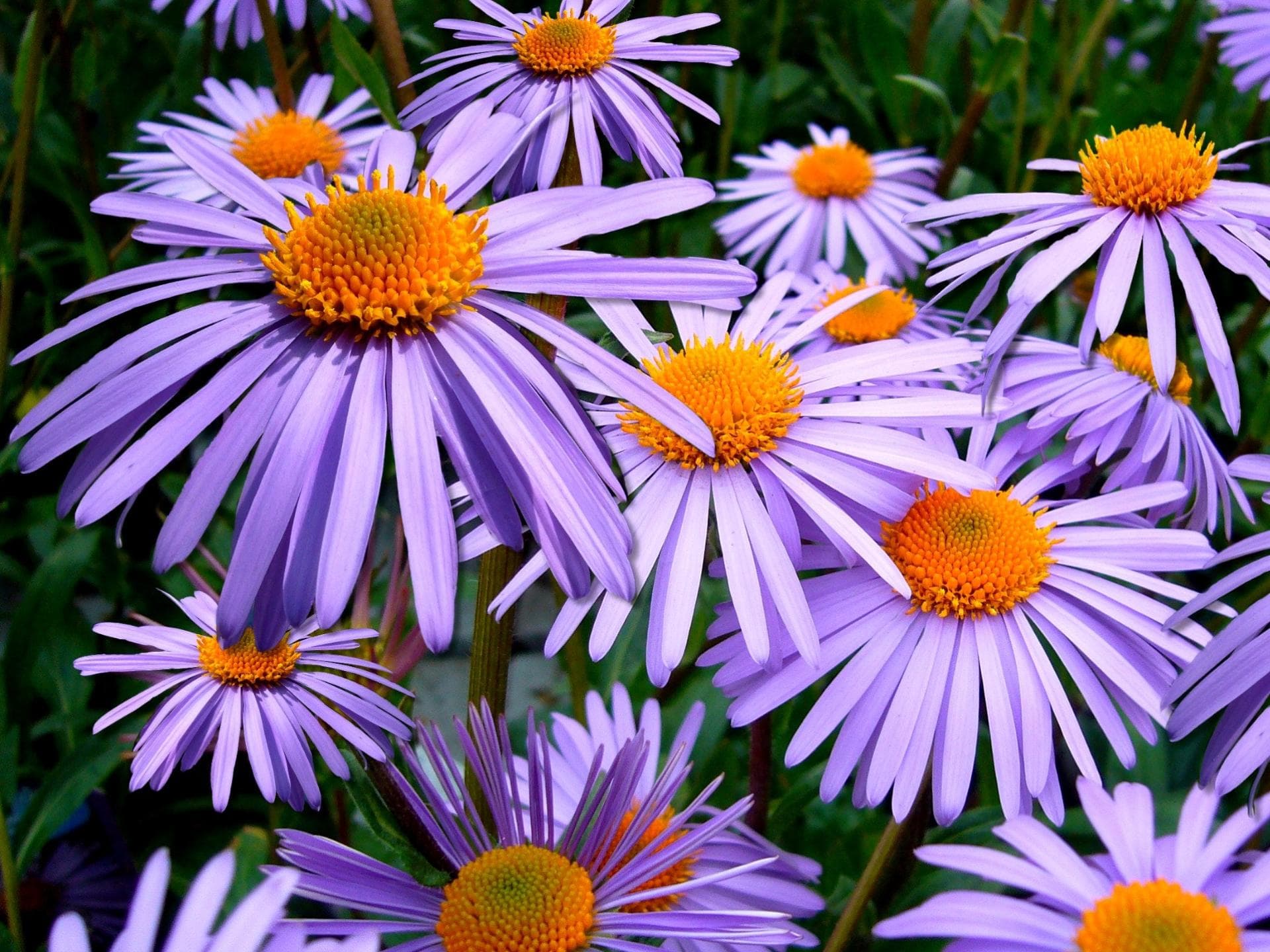 Aster 