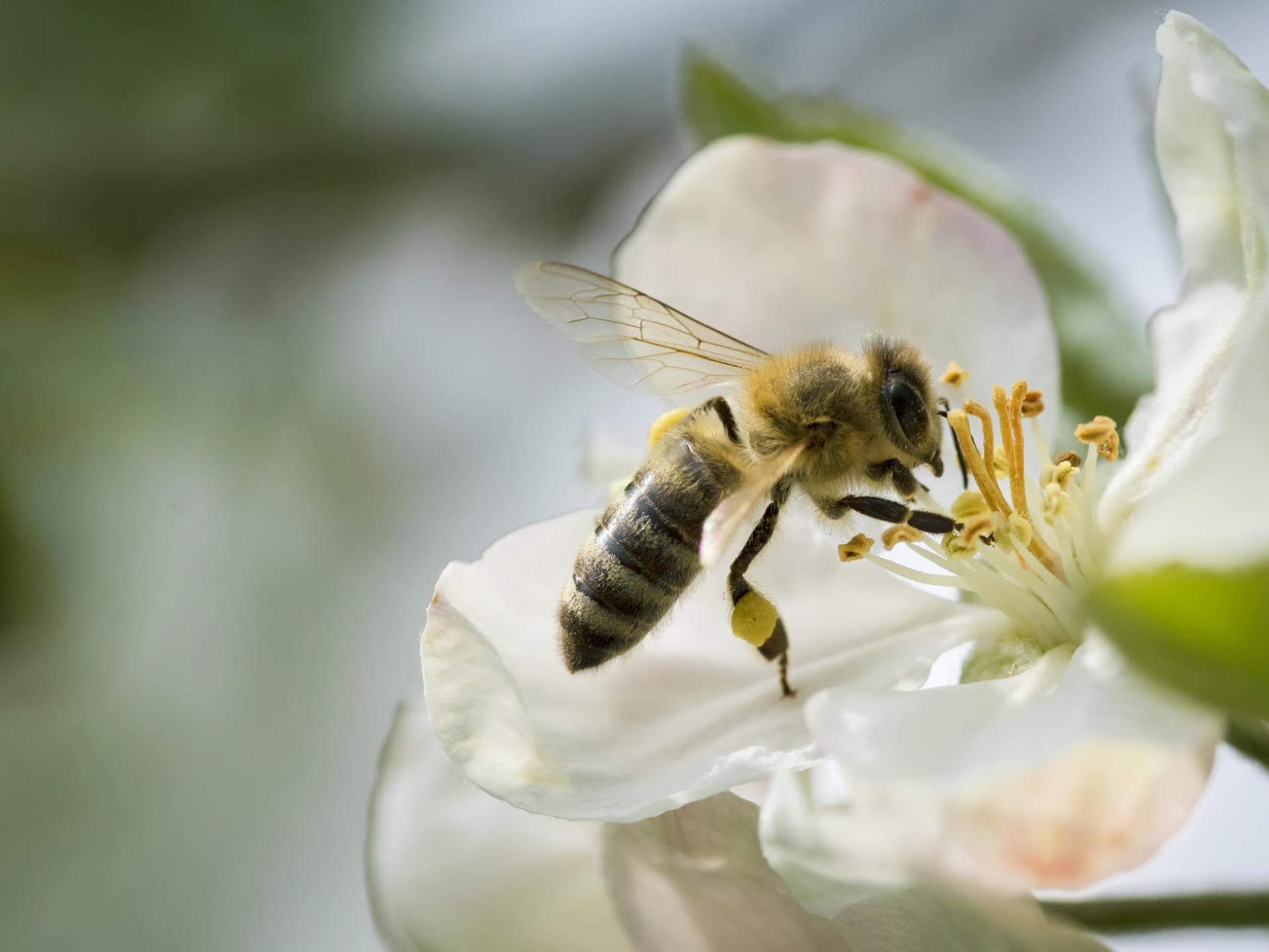 Biene auf Blüte
