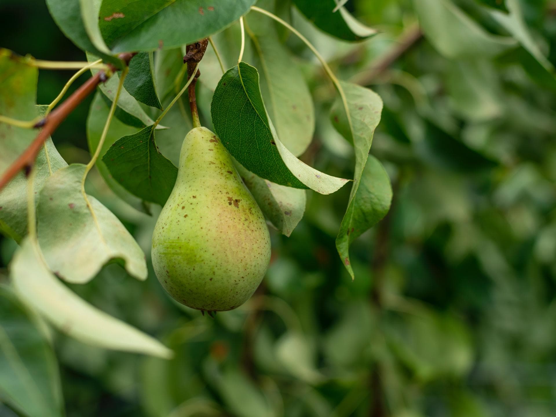 Birnenbaum 