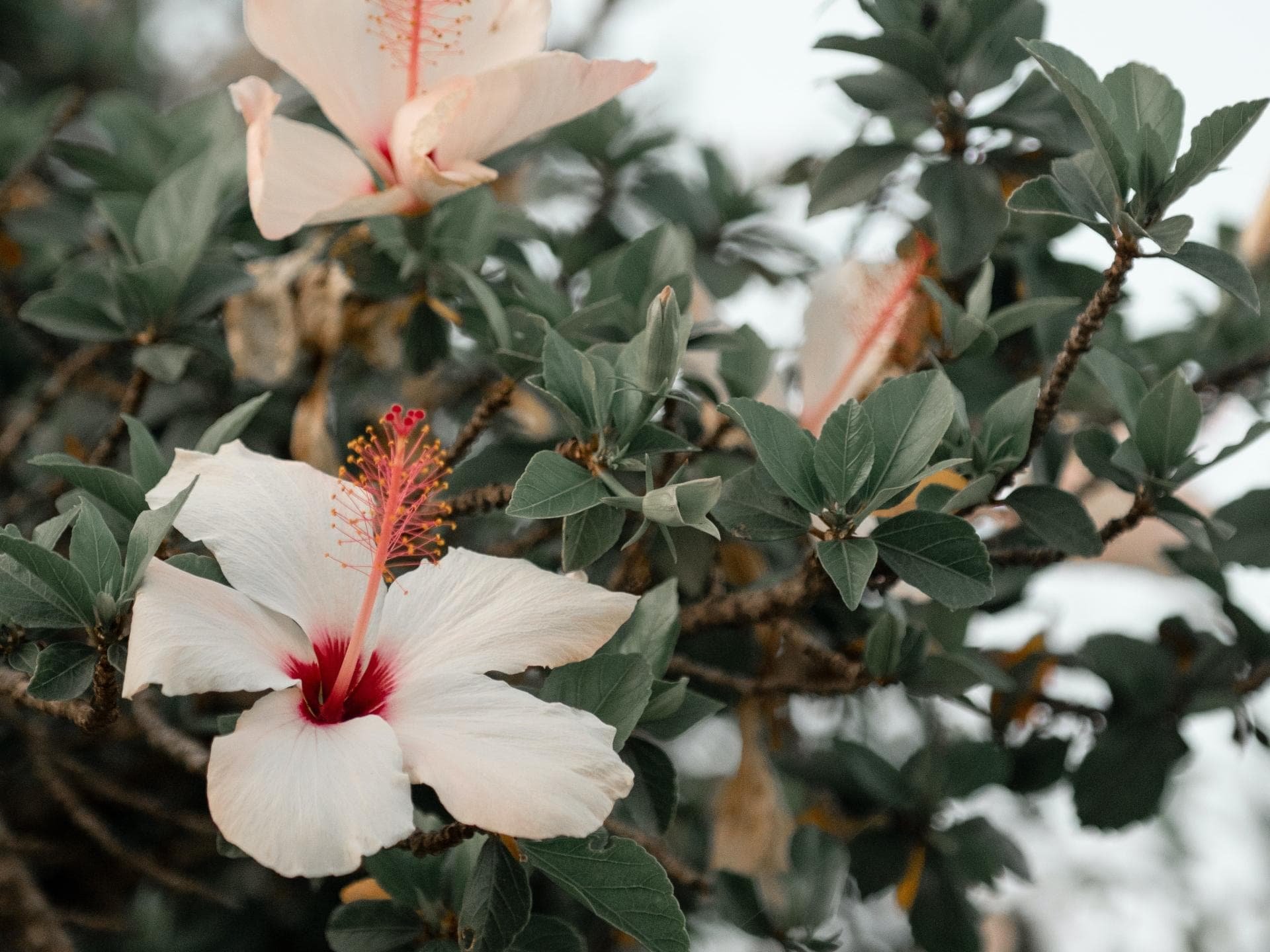 Gartenhibiskus 