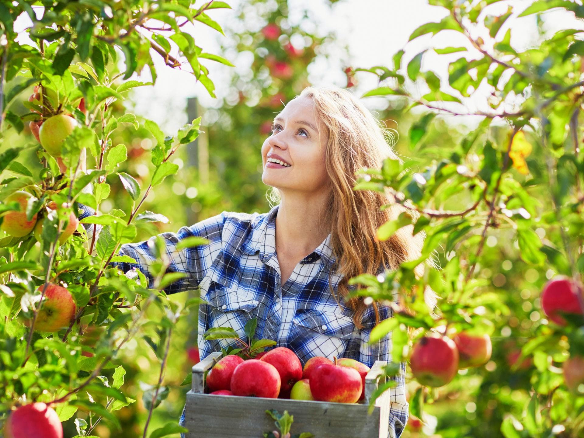Obst pflücken 