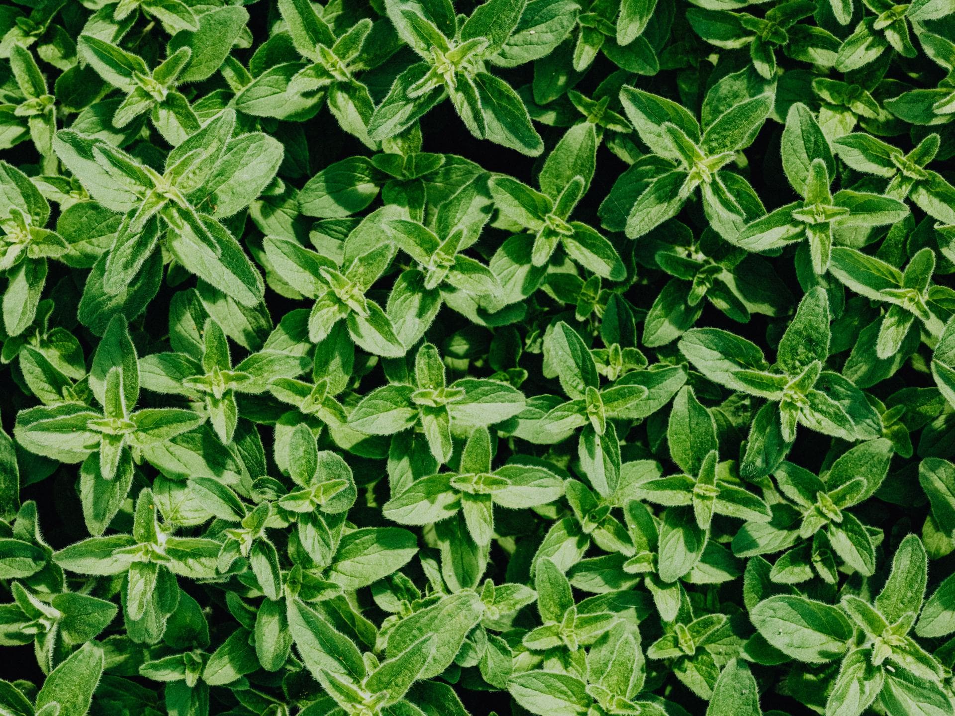Oregano 