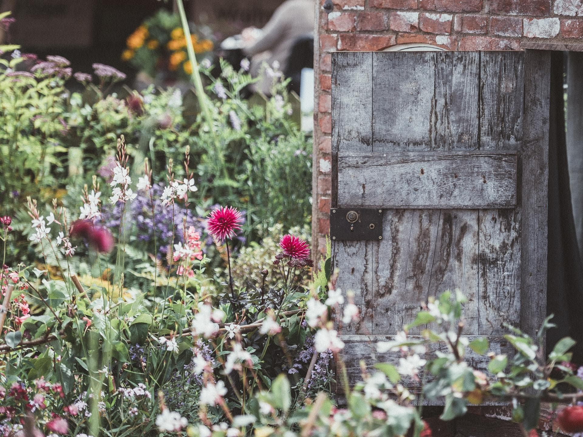 Wildblumen 