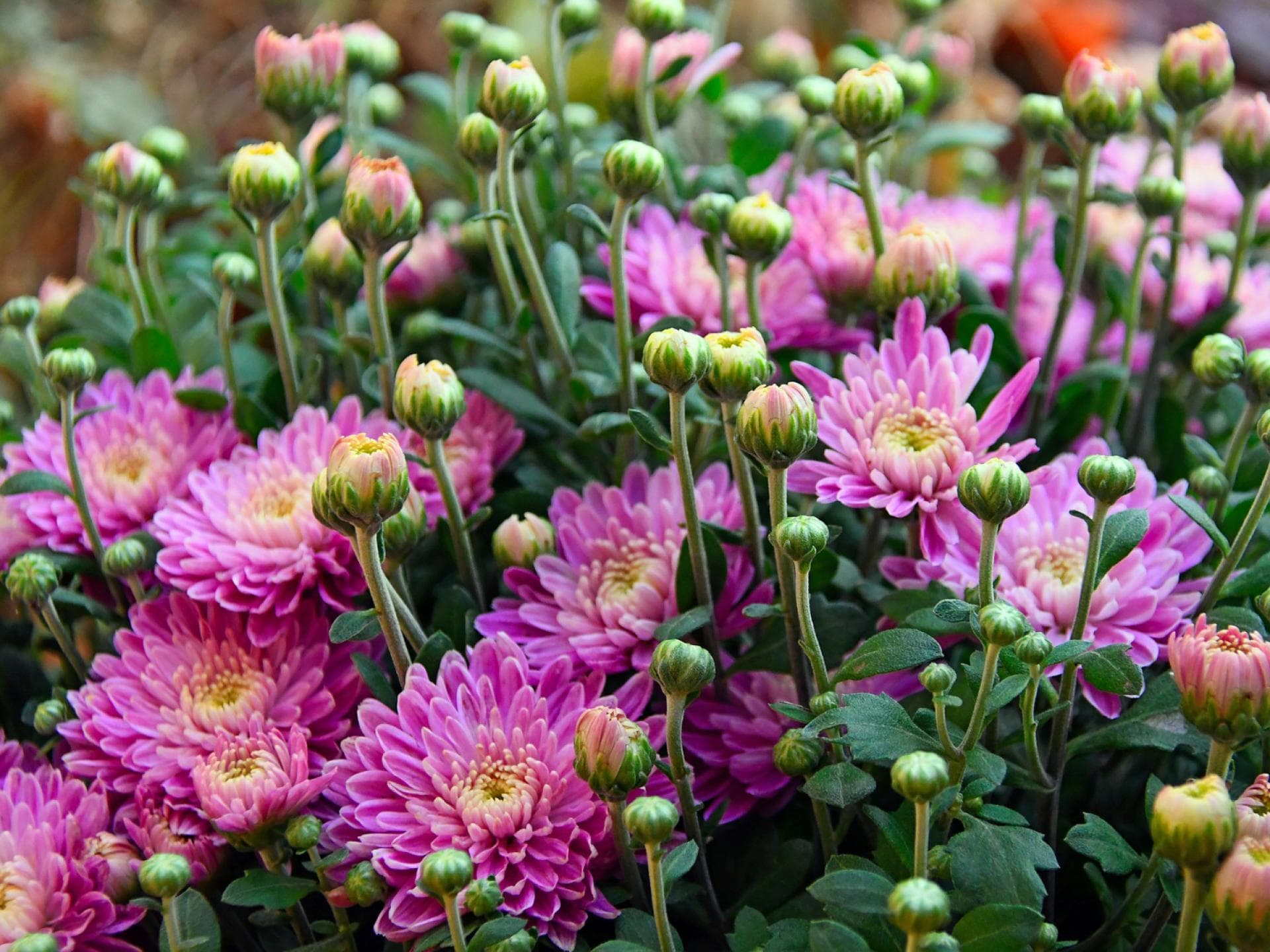 Chrysanthemen Chrysanthemen