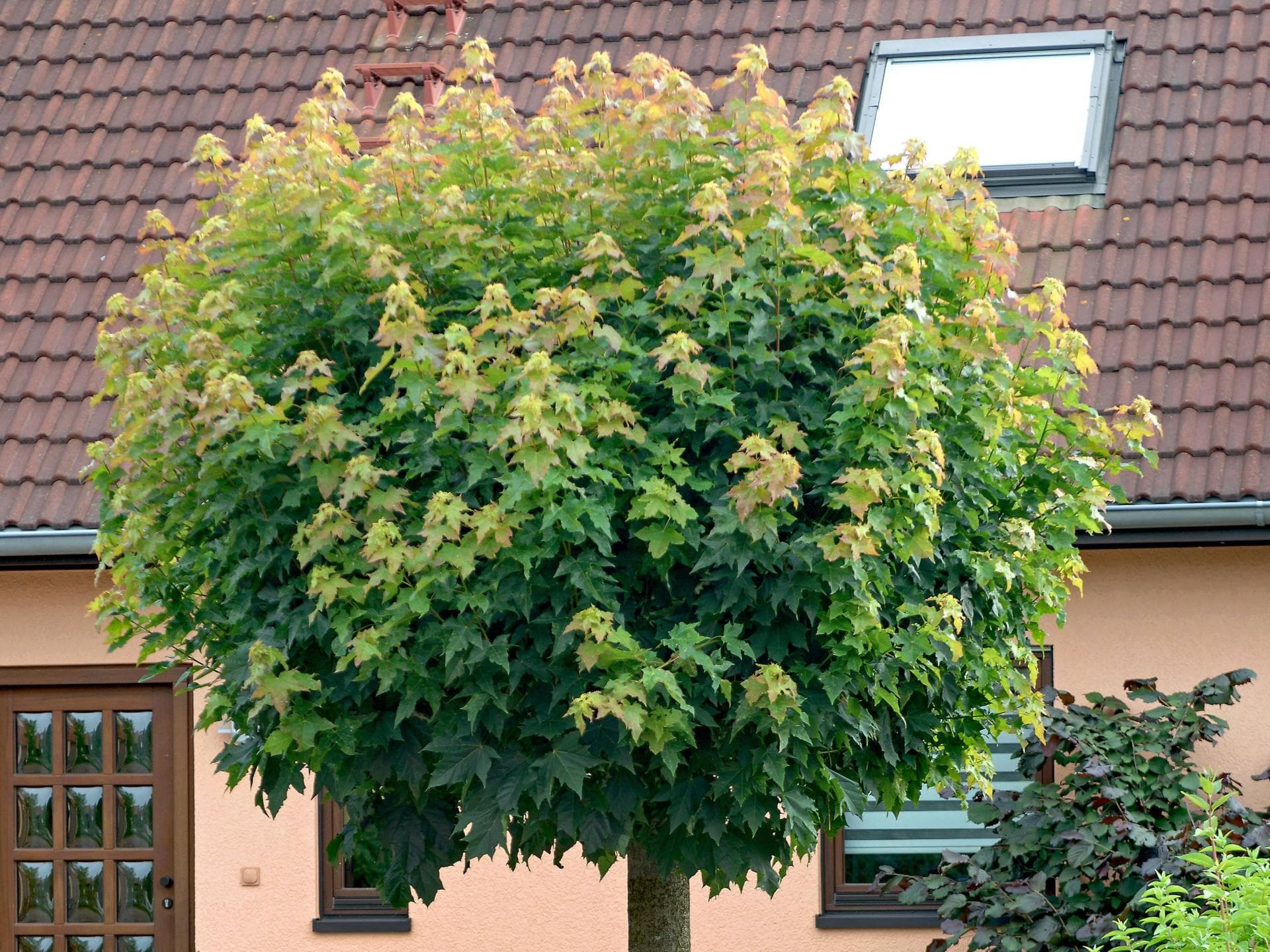 Kugelbaum 