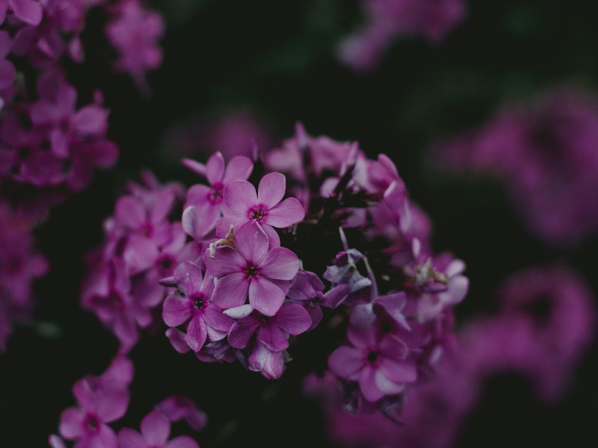 Sommerflieder 