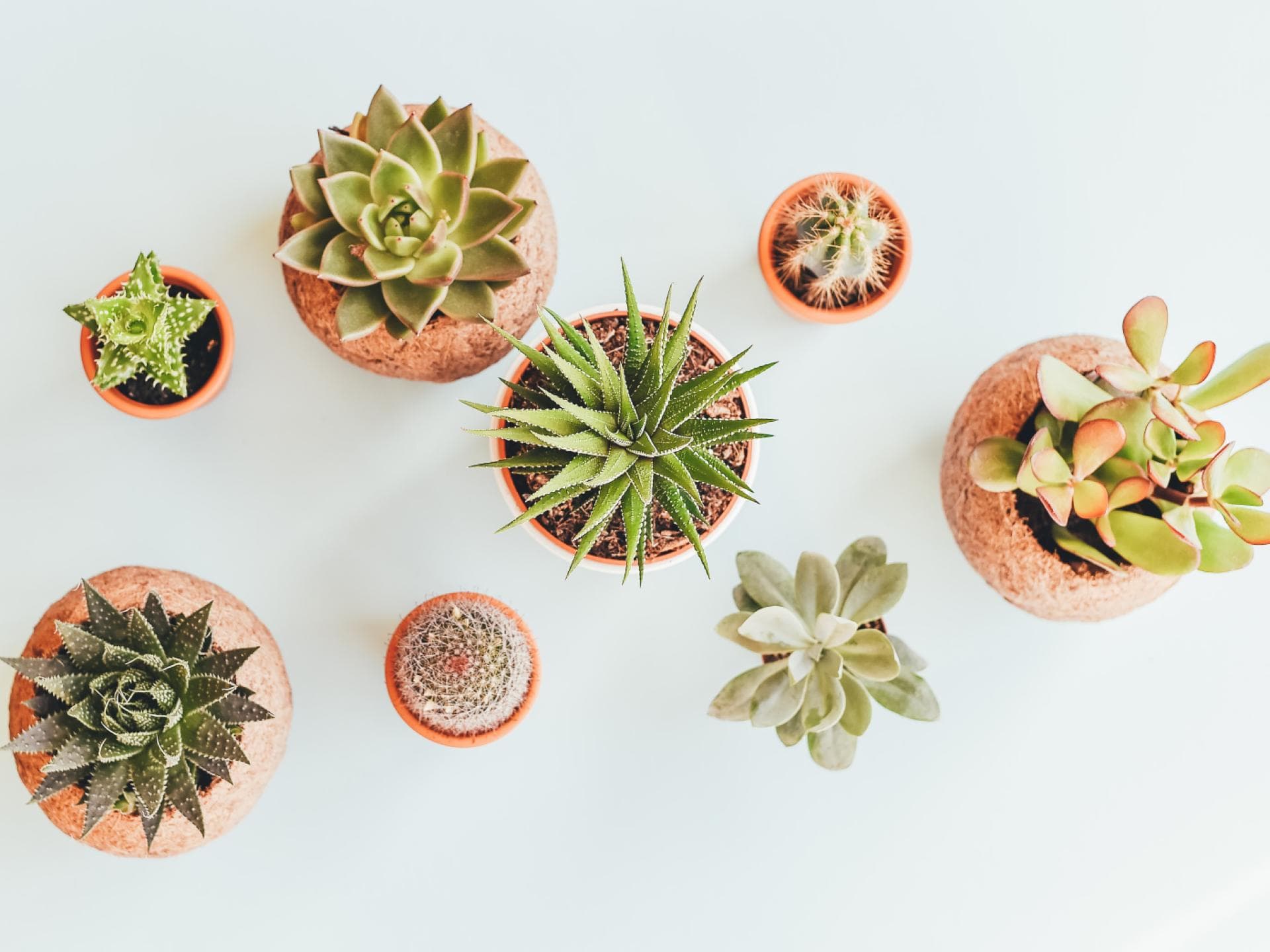 Verschiedene Sukkulenten Arten