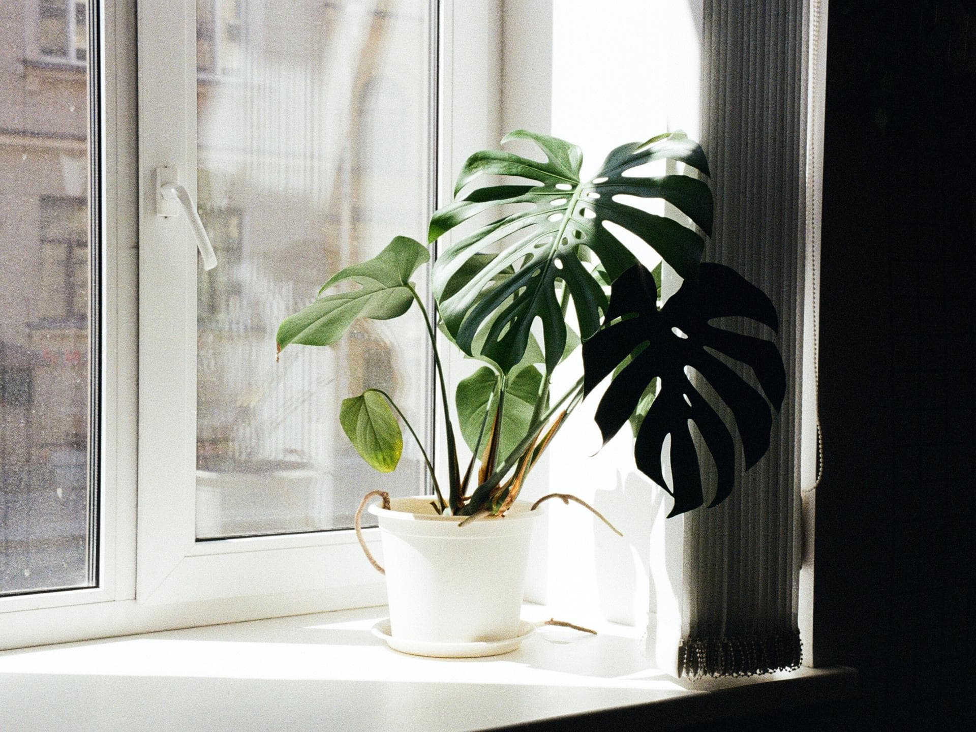 Monstera pflegen Standort 