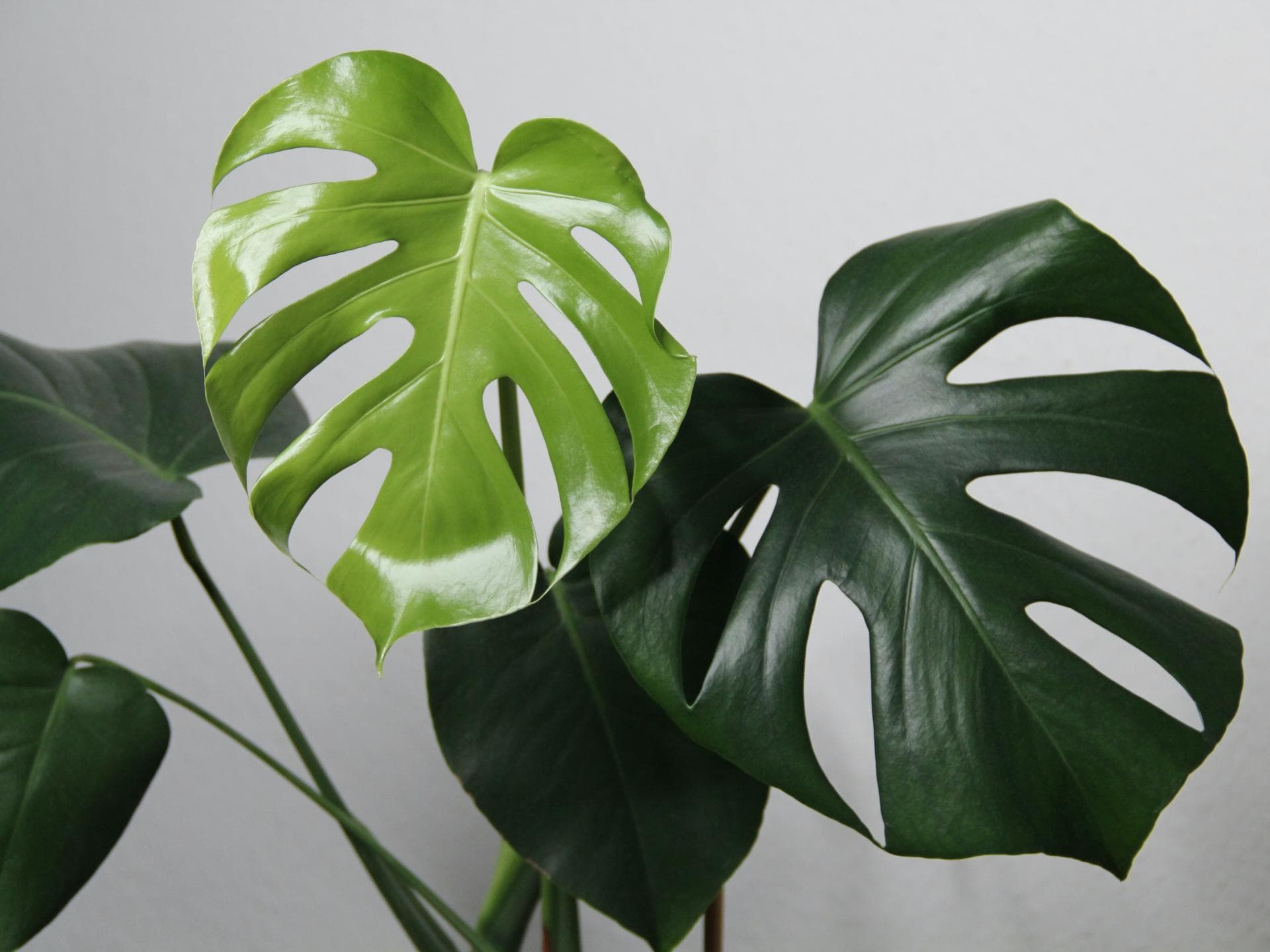 Monstera pflegen 