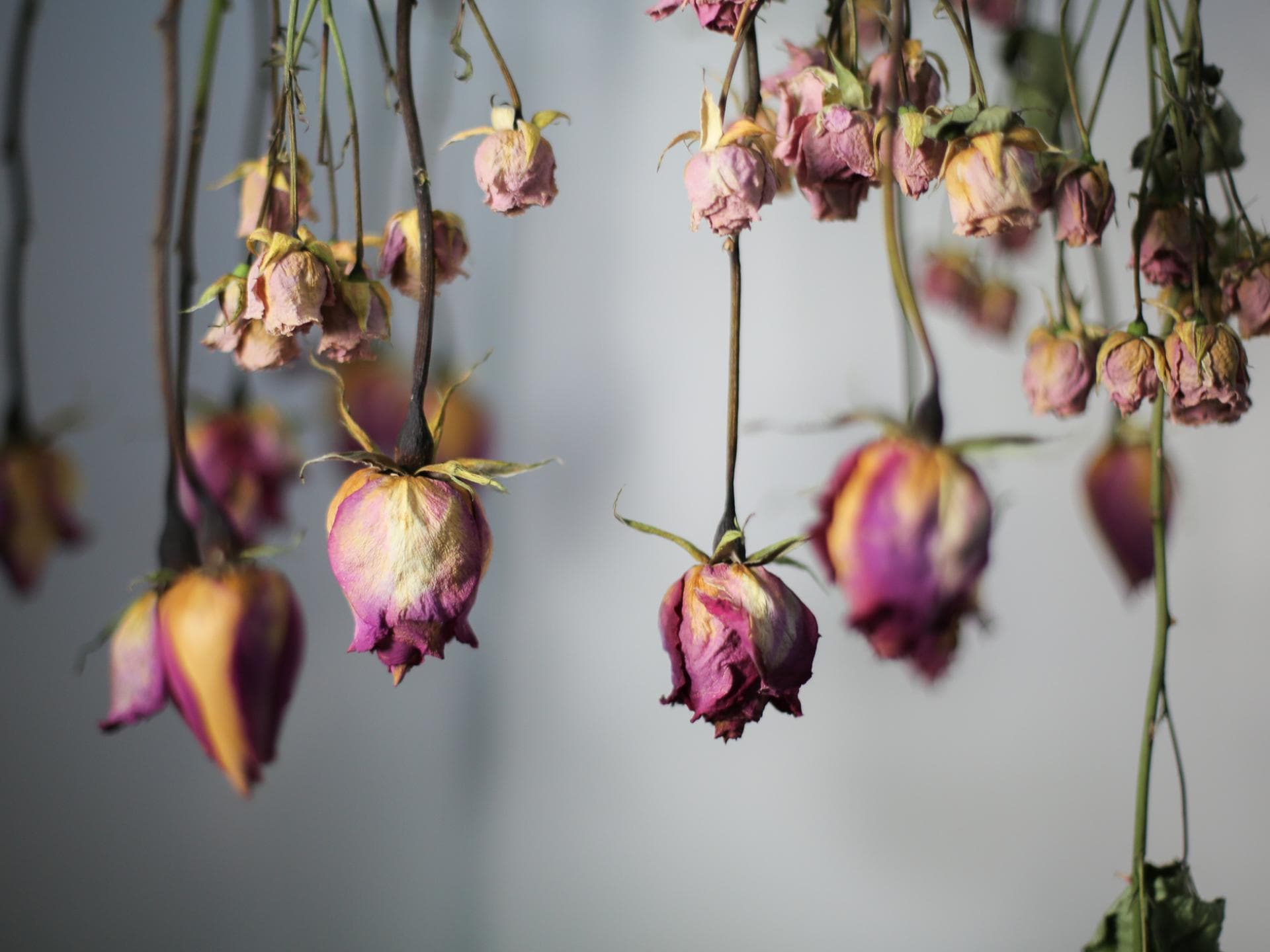 Trockenblumen