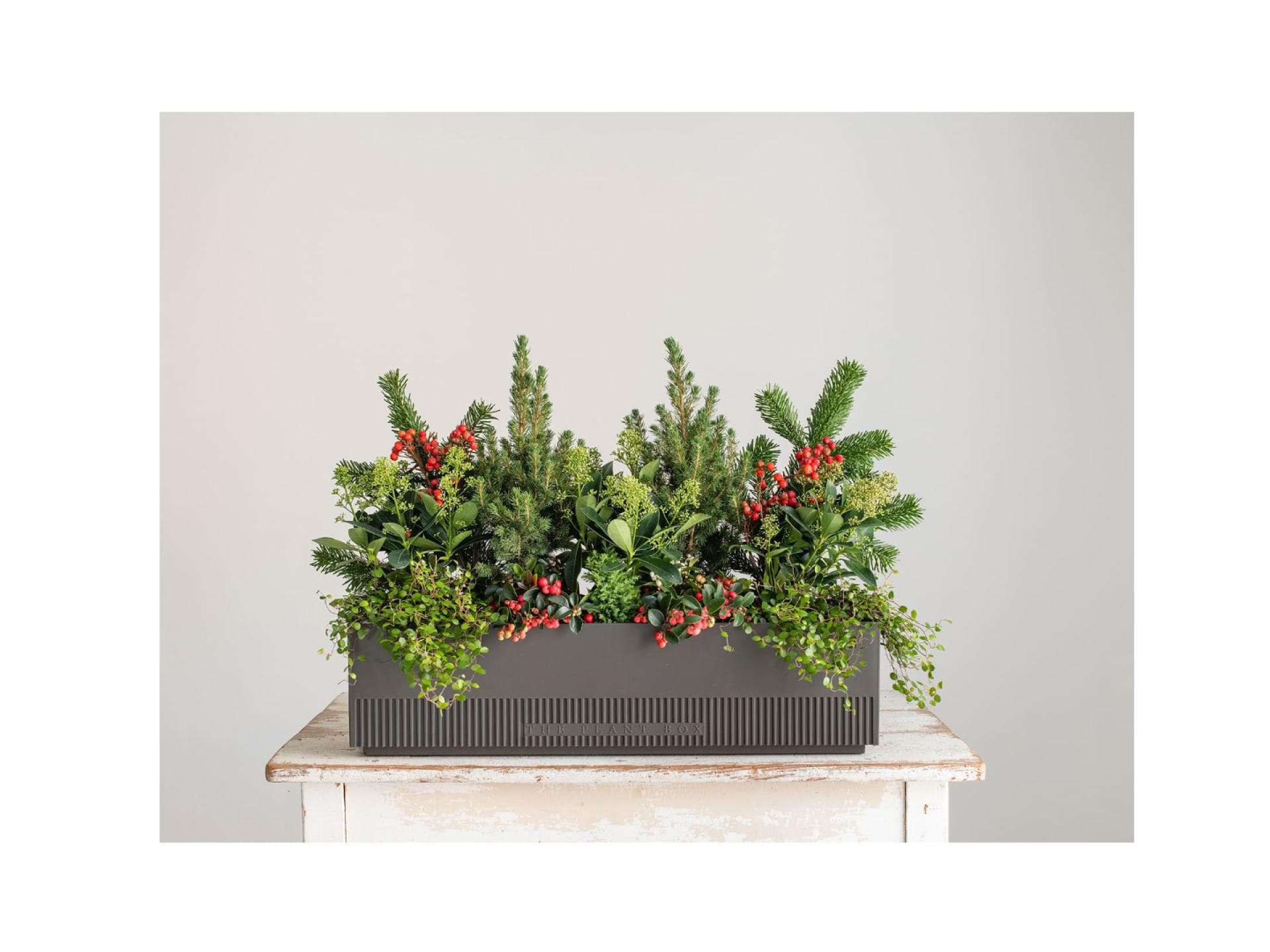 The Plant Box Christmas 
