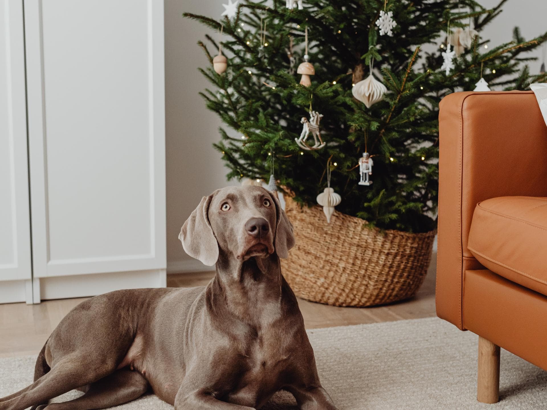 Ein Hund liegt vor dem Weihnachtsbaum.