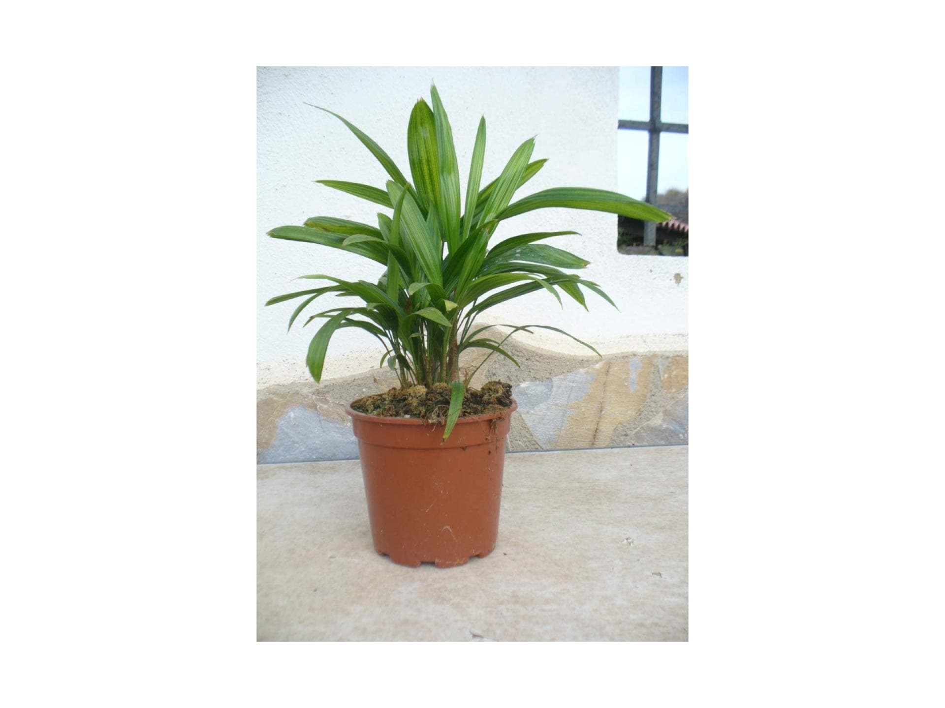 Steckenpalme 