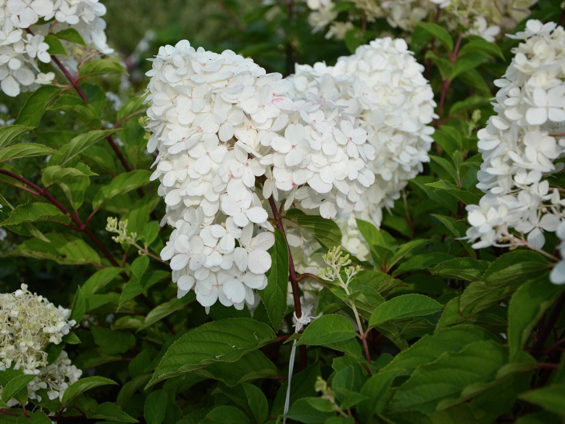Rispenhortensie