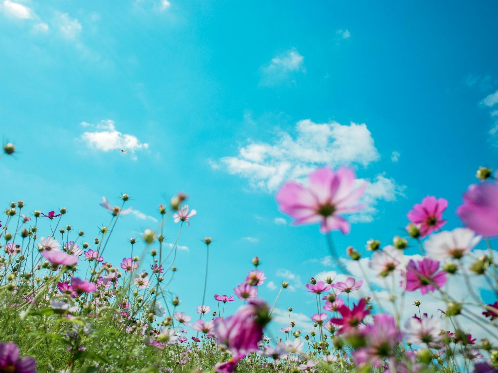 Blumen auf einer Wiese im Frühling