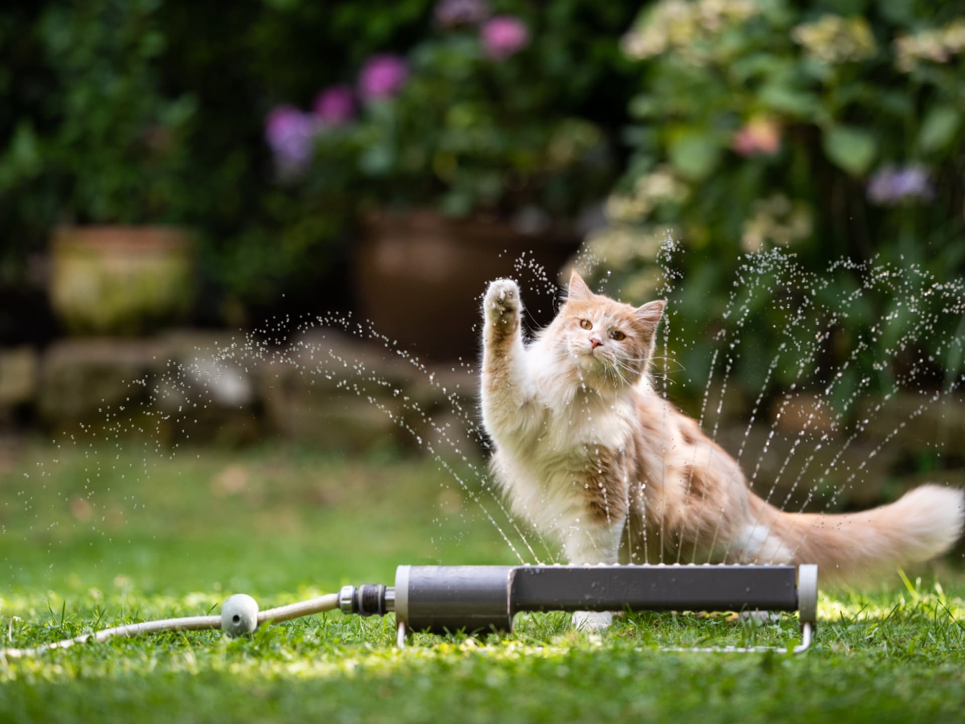 Katze spielt im Garten