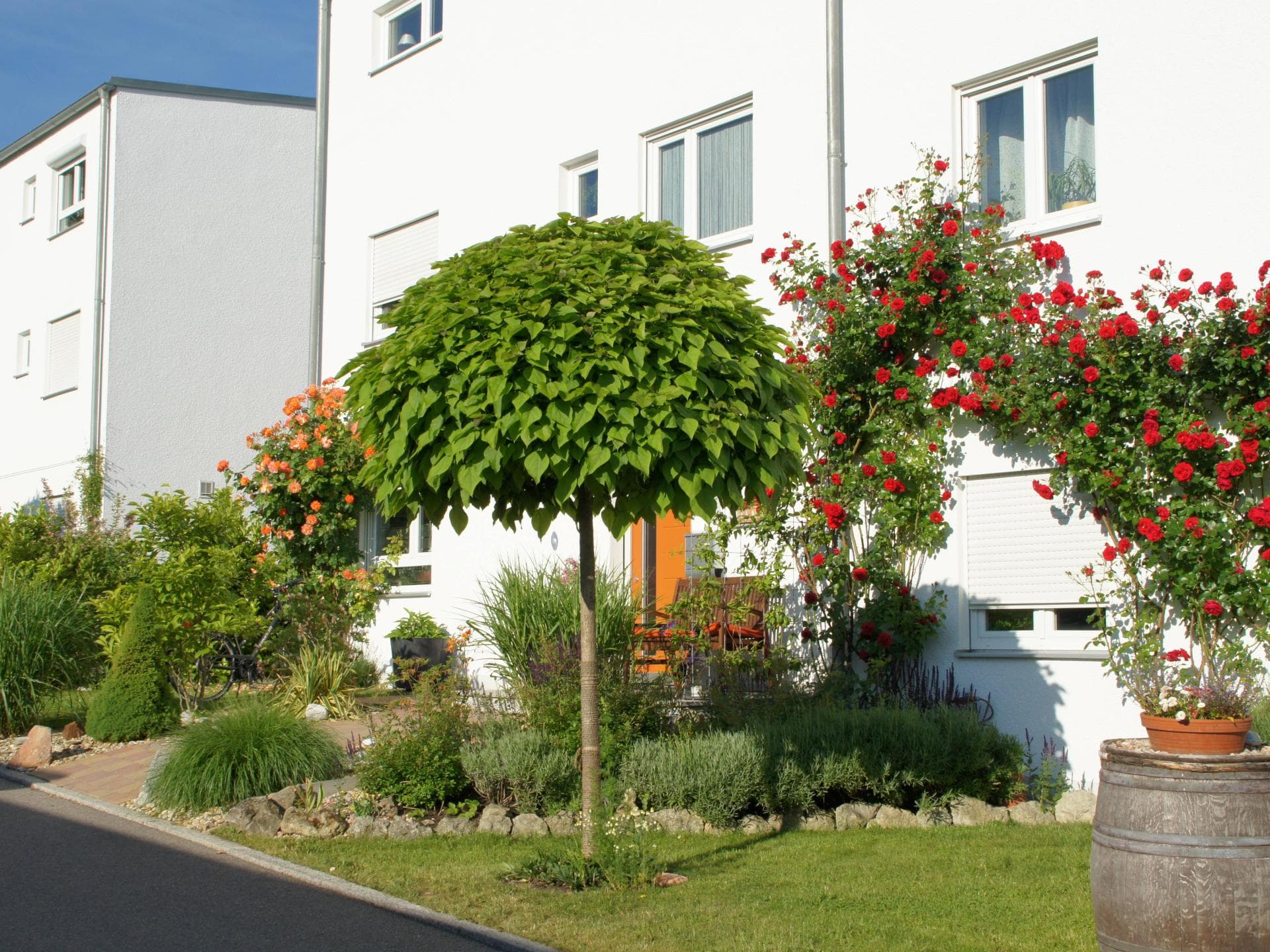 Kugelbäume für den Vorgarten Kugelbäume für den Vorgarten