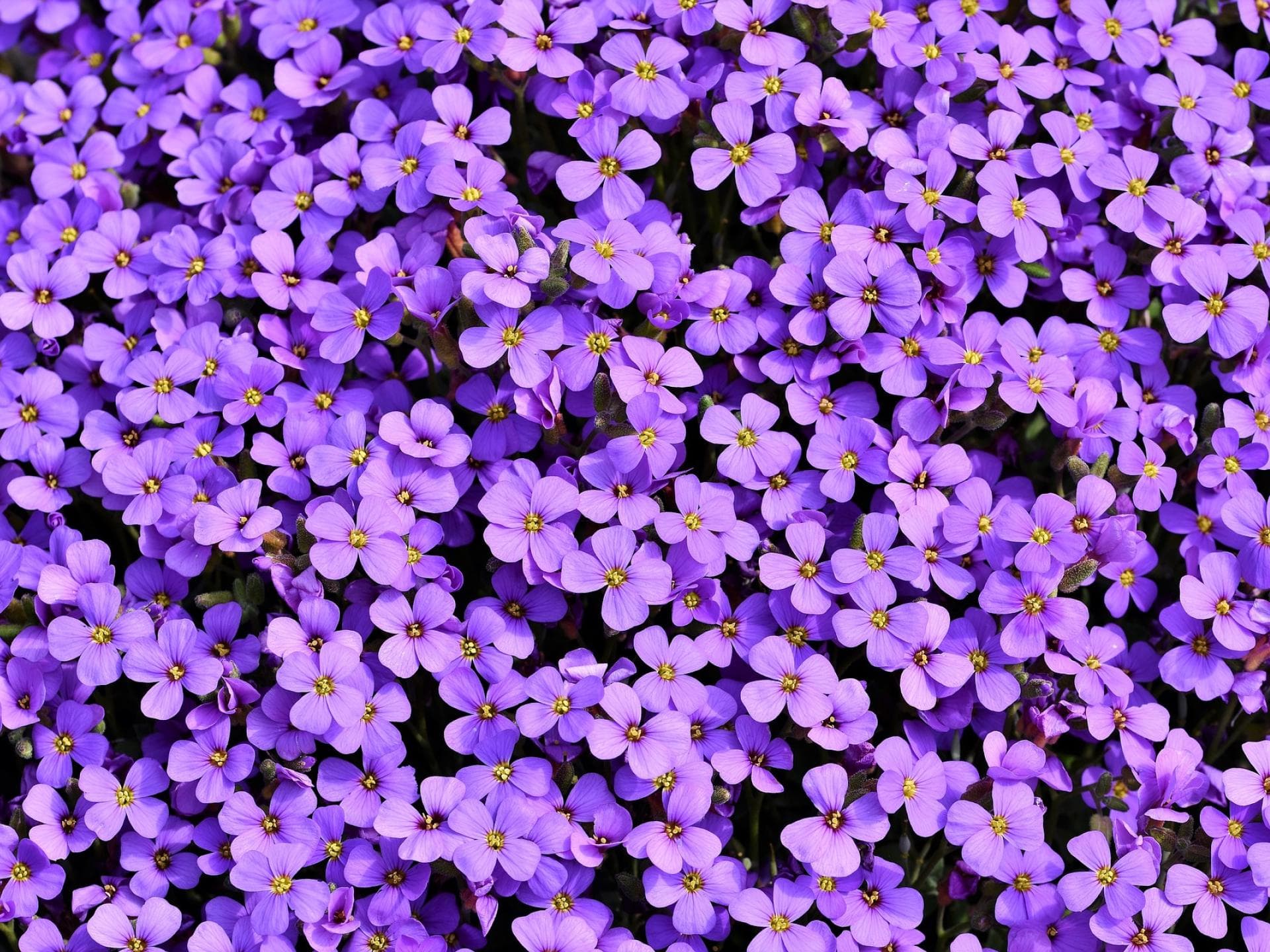 Blaukissen als Bodendecker