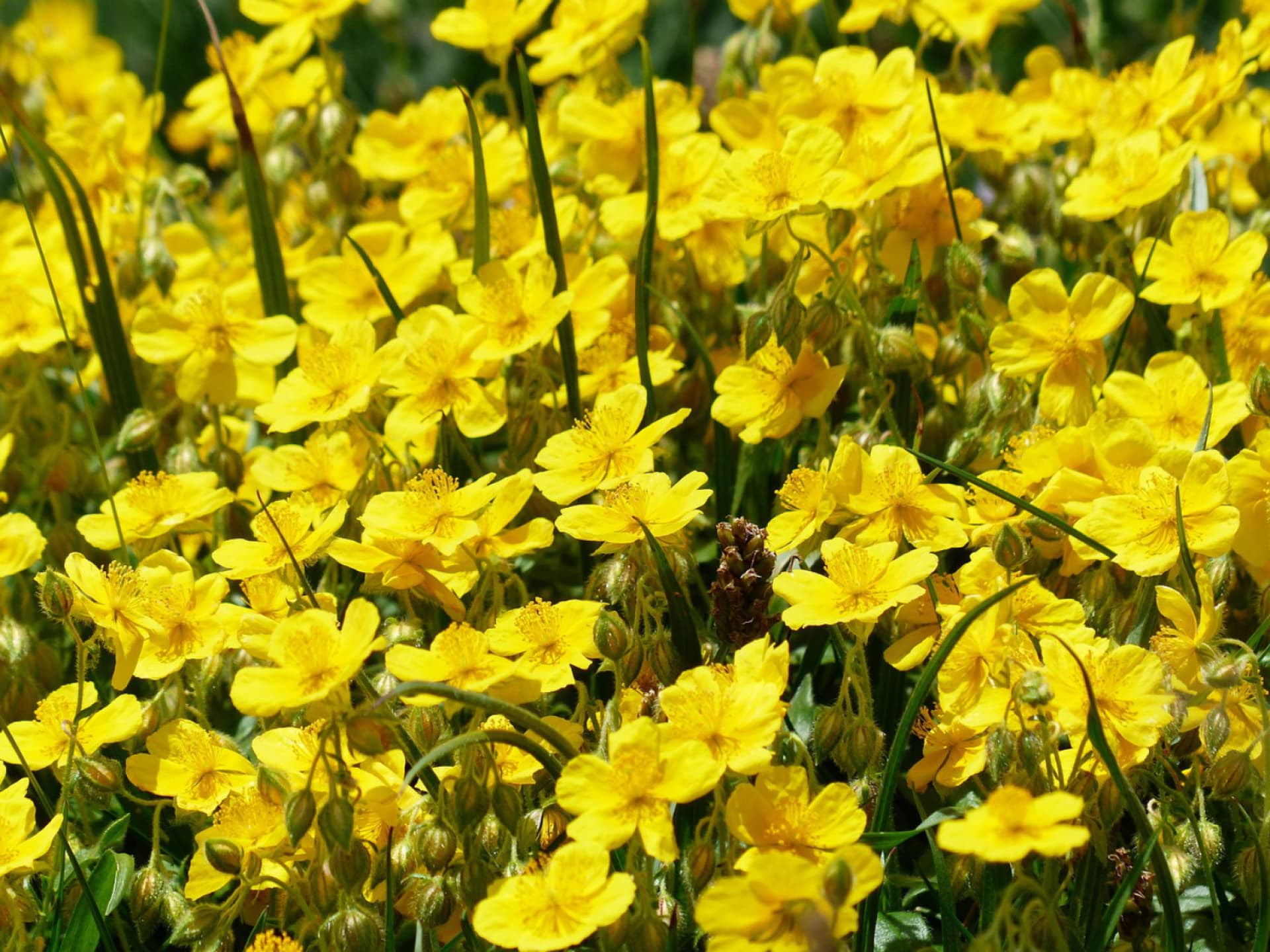 Sonnenröschen als Bodendecker