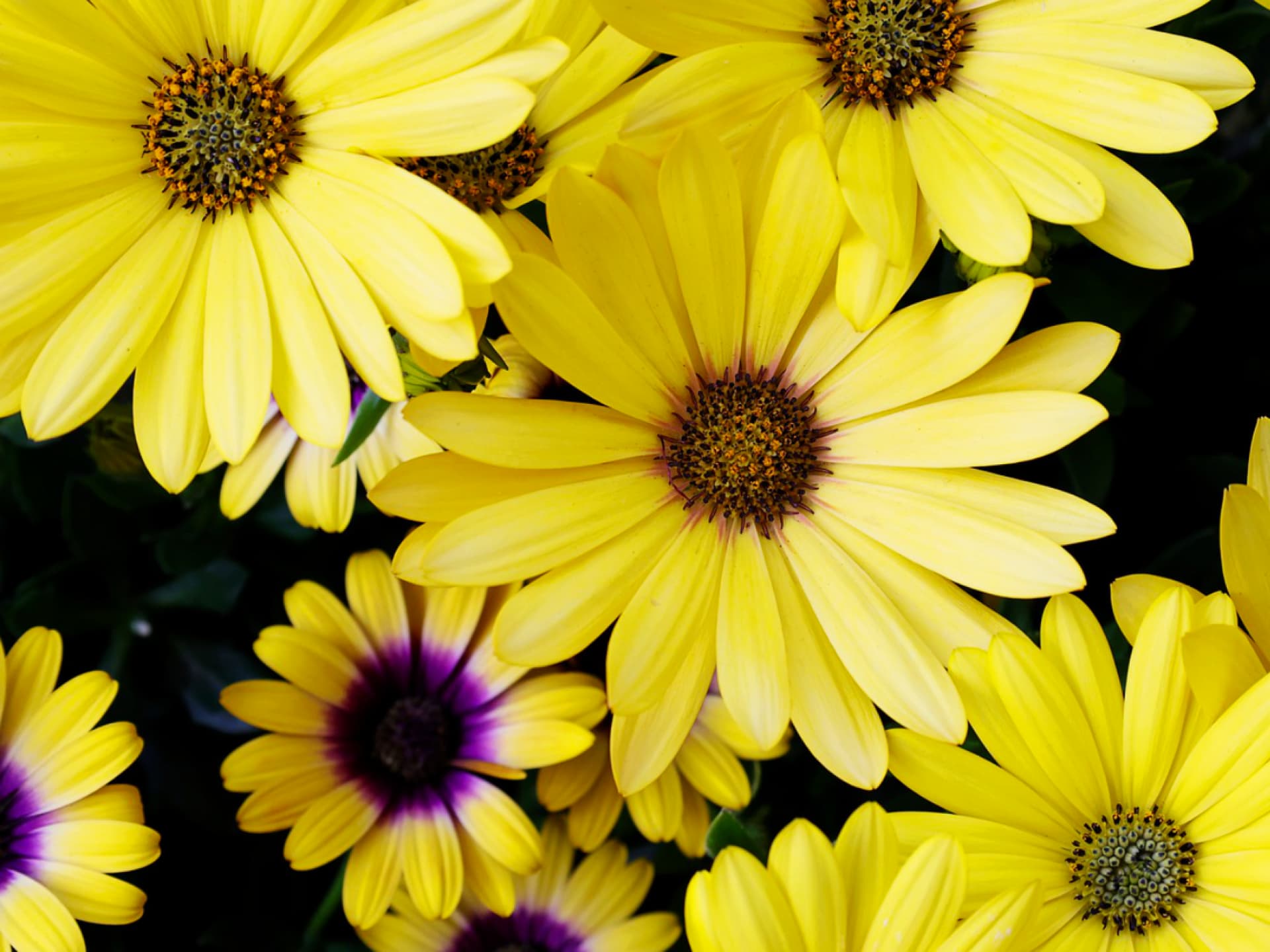 Mittagsblume als Bodendecker