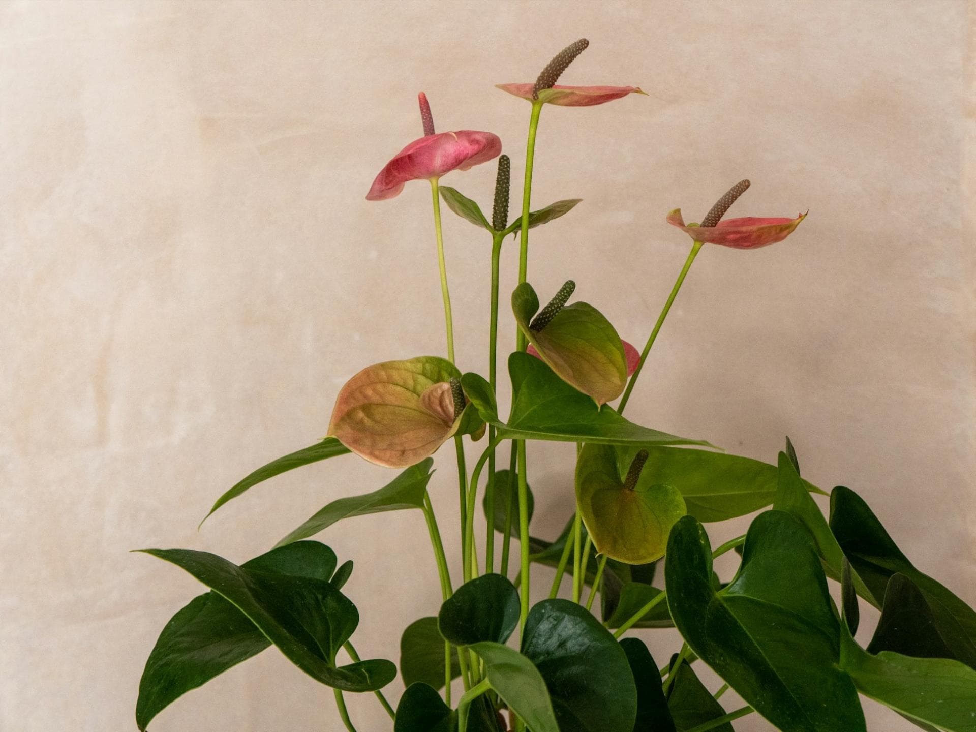 Flamingoblume