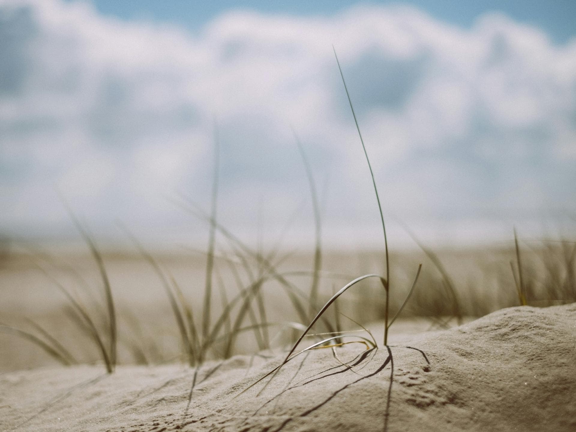 Dünen an der Nordsee