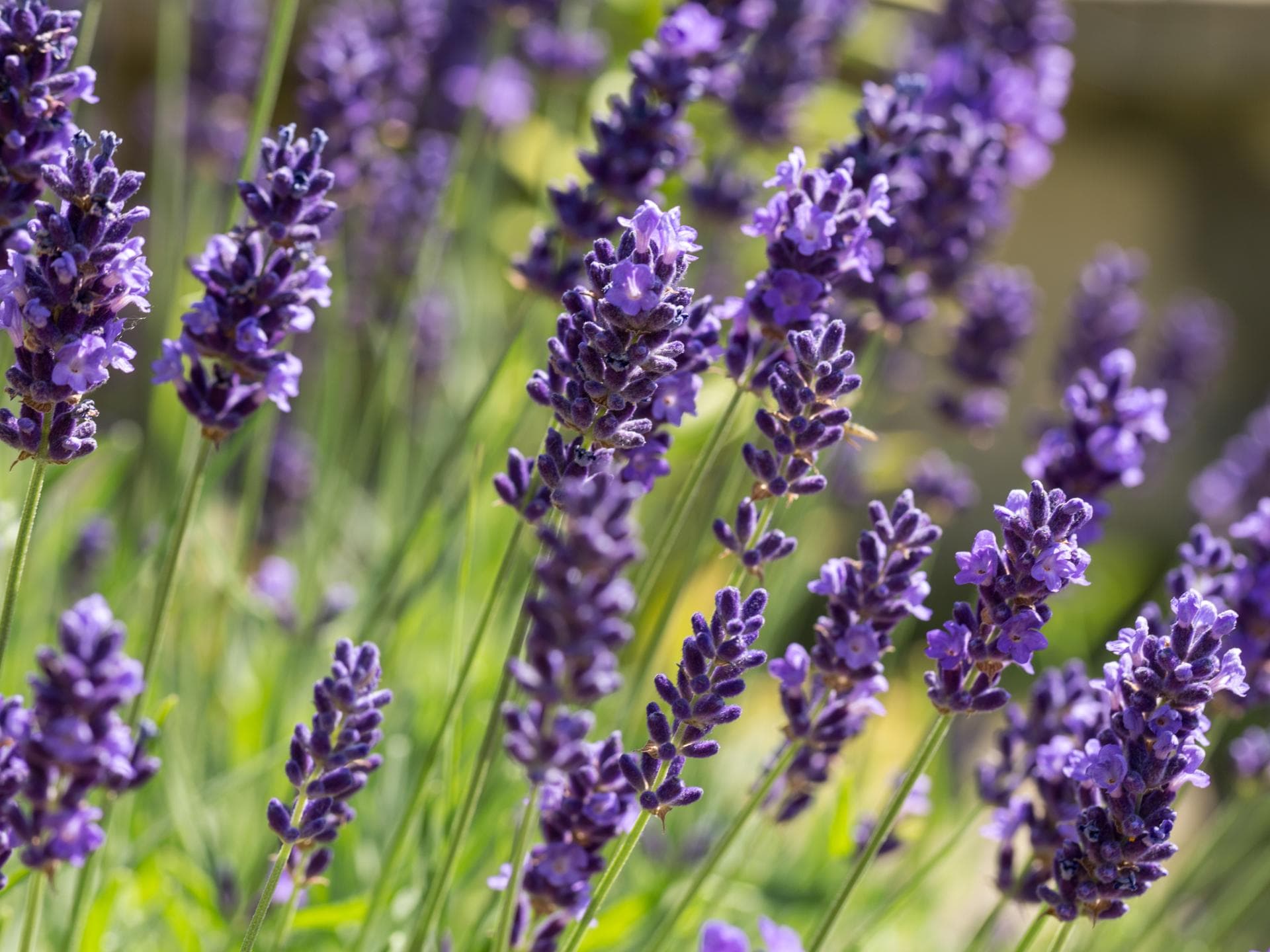 Lavendel 
