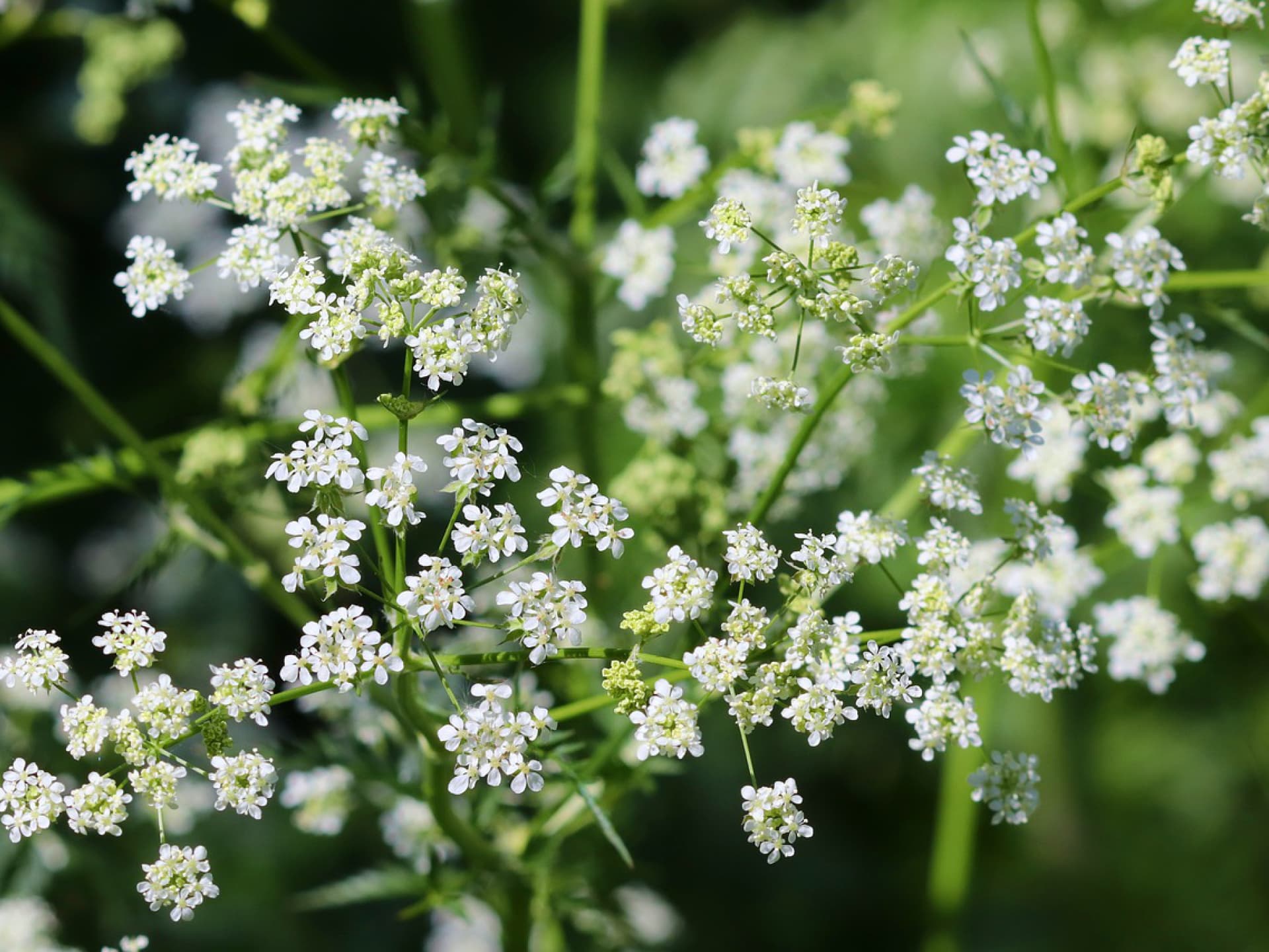 Pflanzen gegen Schnecken - Kerbel