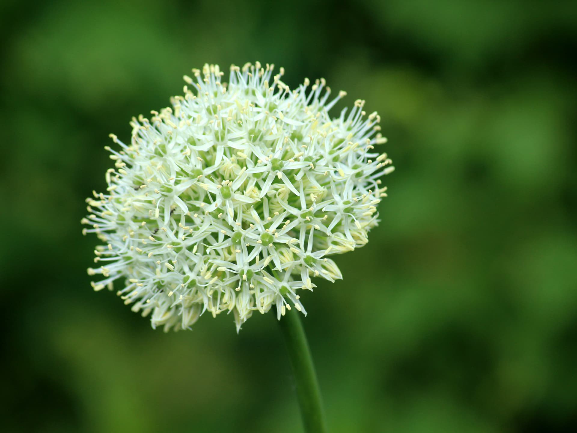 Pflanzen gegen Schnecken - Knoblauch