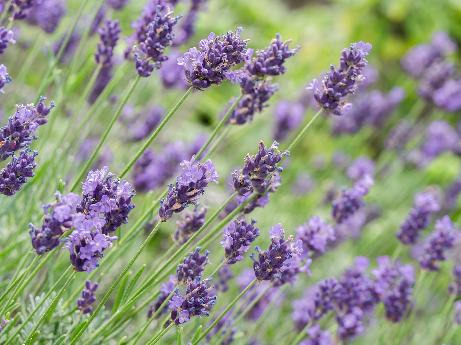Pflanzen gegen Schnecken - Lavendel