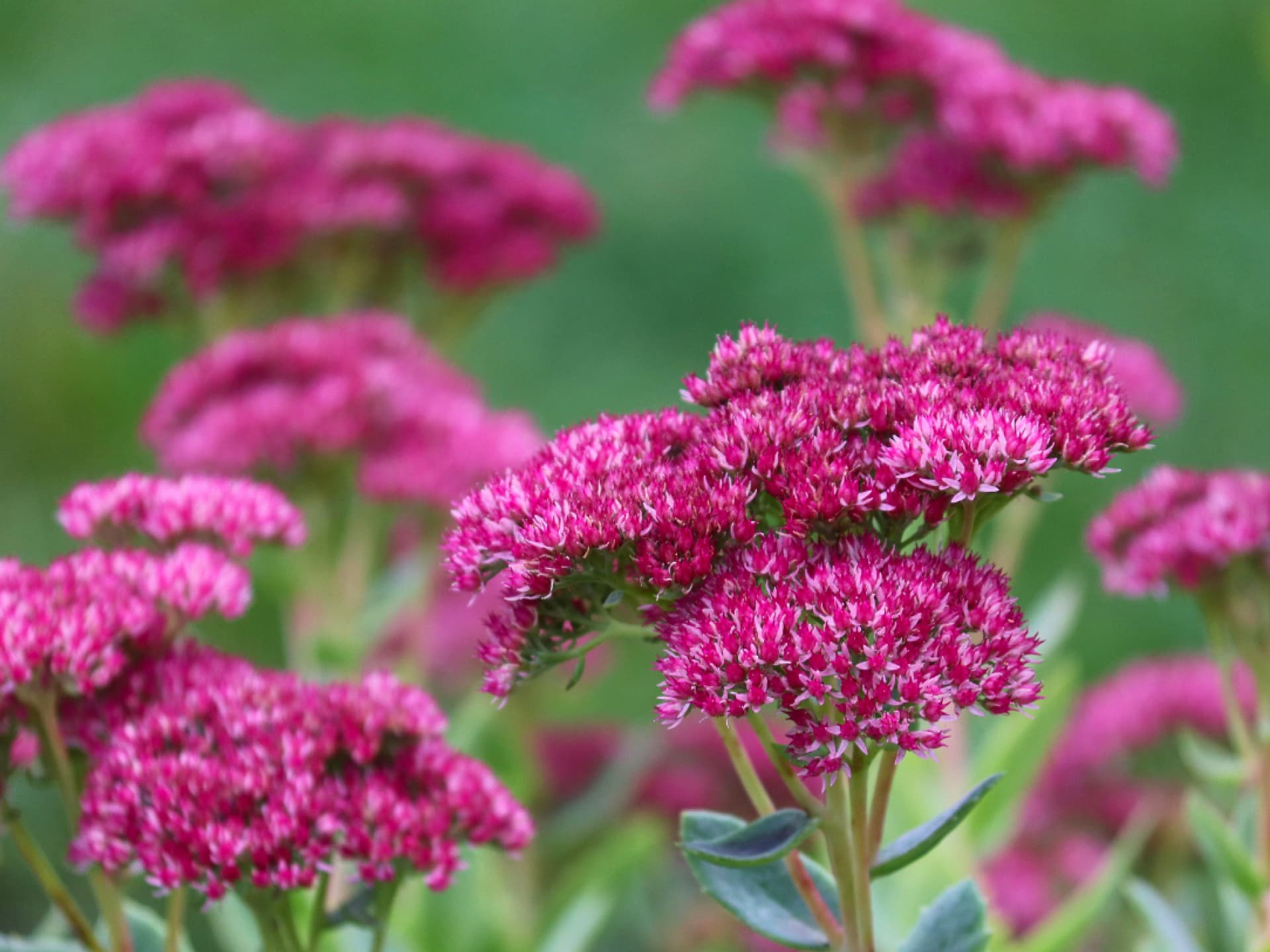 Fetthenne für ein bienenfreundliches Hochbeet