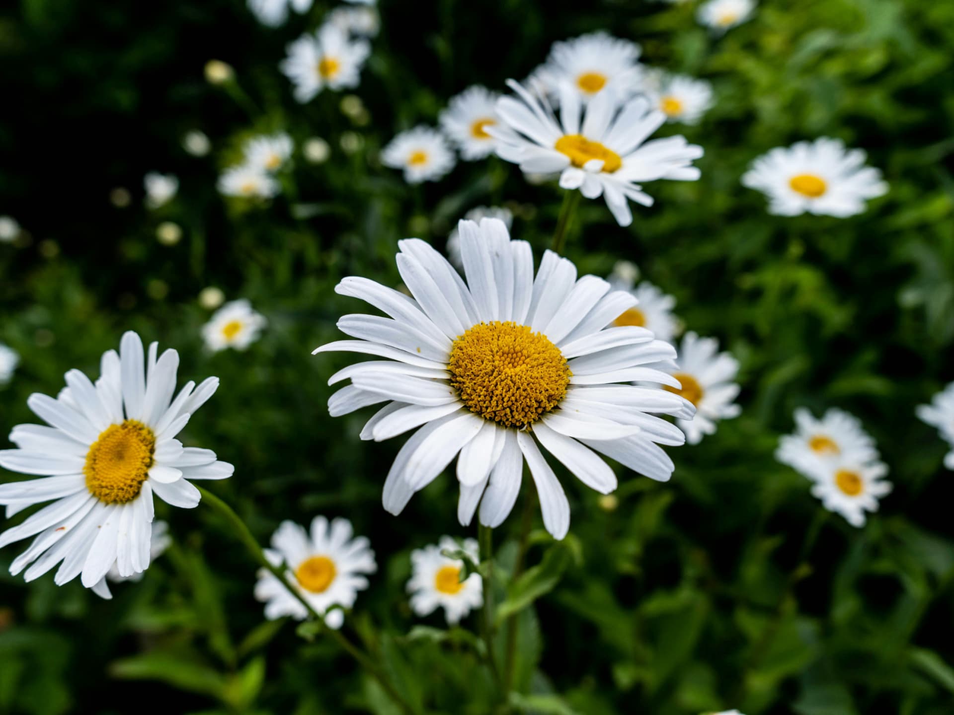 Kamille für ein bienenfreundliches Hochbeet