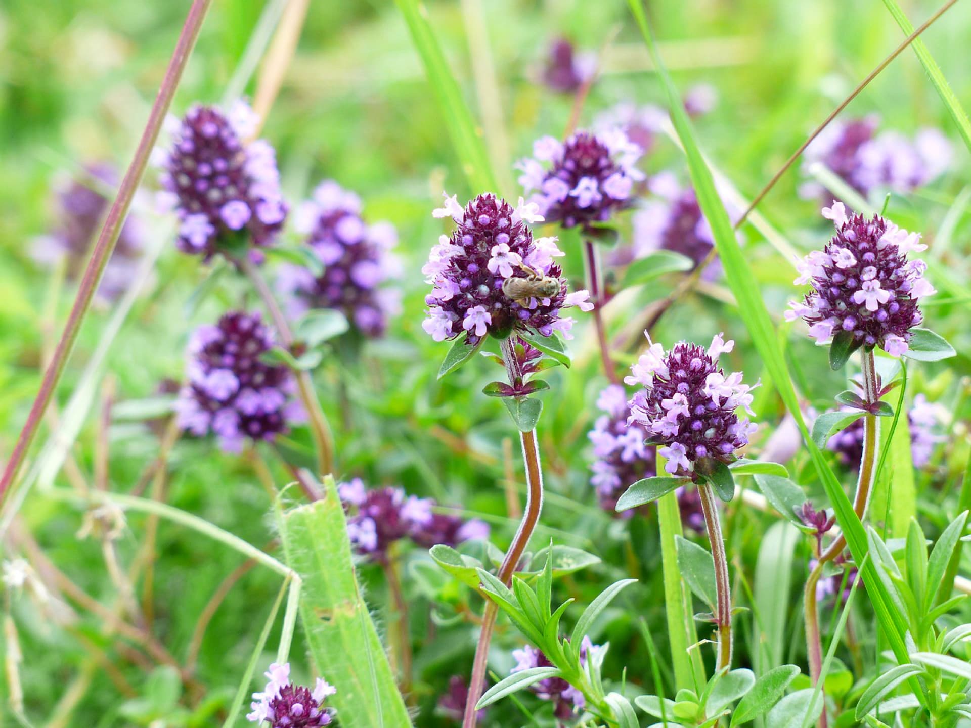 Thymian für ein bienenfreundliches Hochbeet