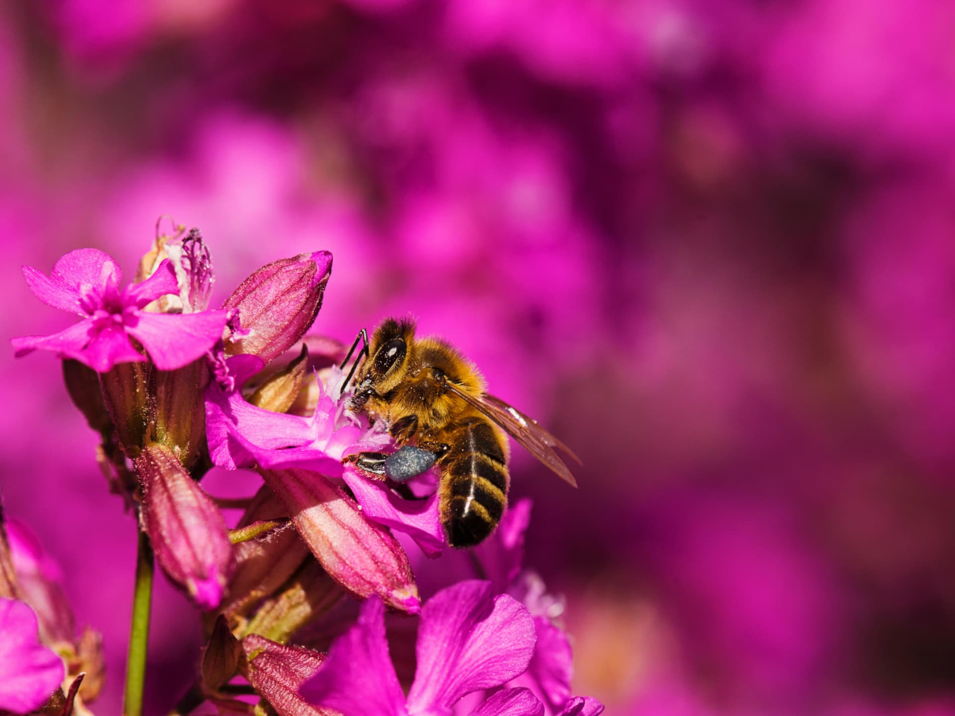 Biene sammelt Nektar im bienenfreundlichen Hochbeet
