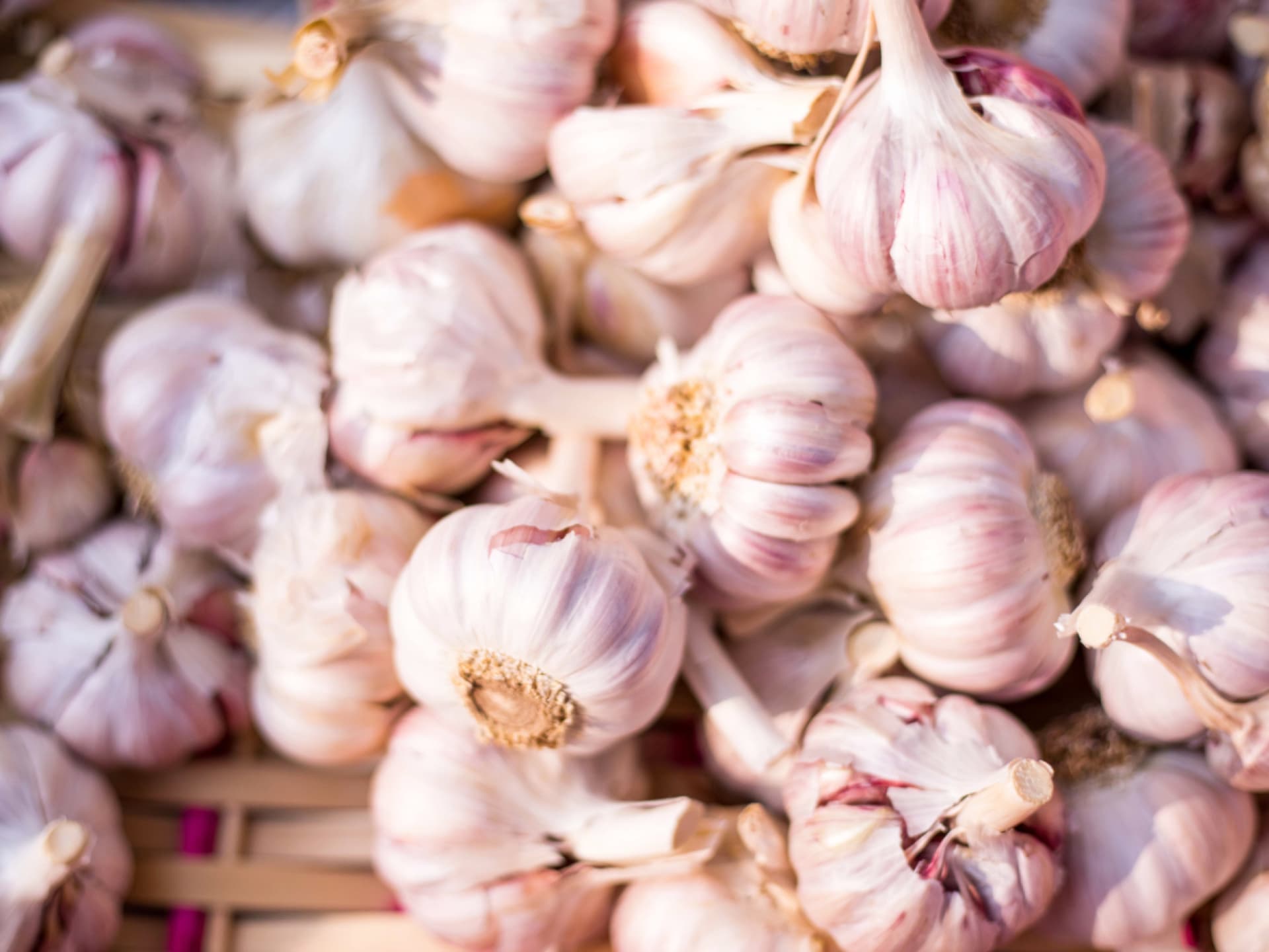 Knoblauch gegen Blattläuse