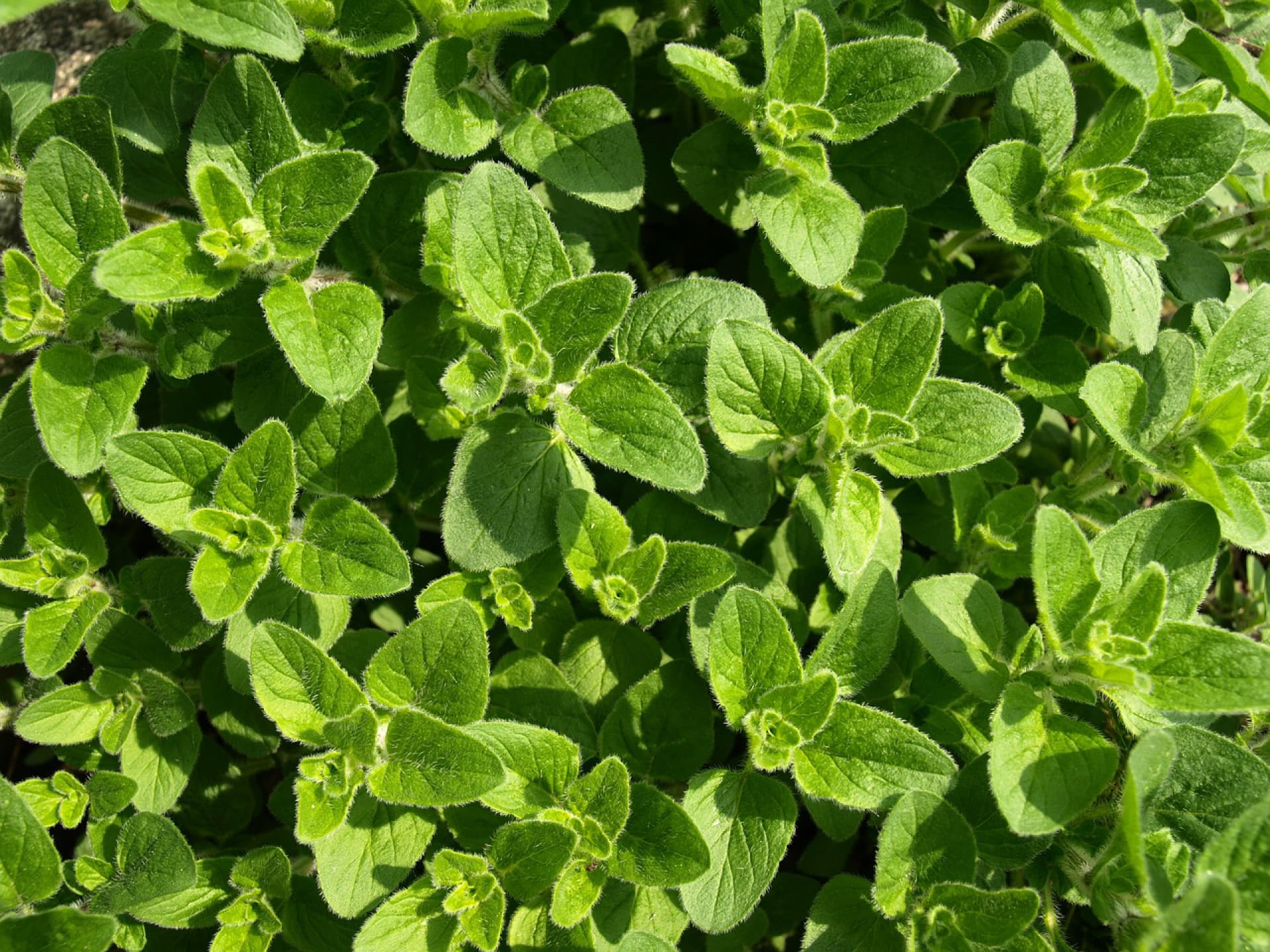 Oregano gegen Blattläuse