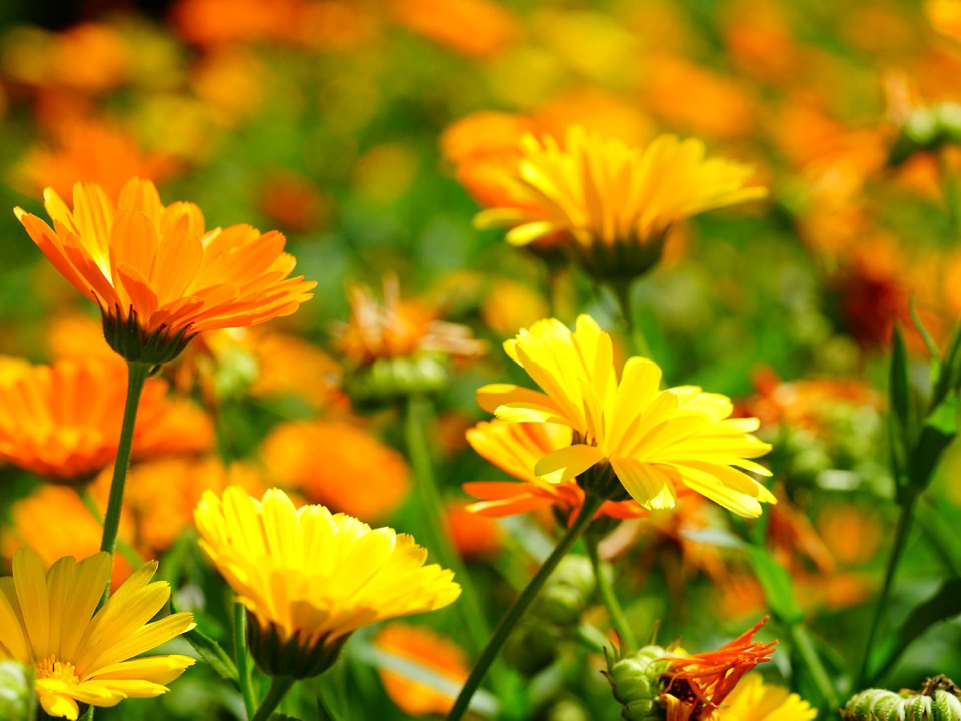 Ringelblume gegen Blattläuse